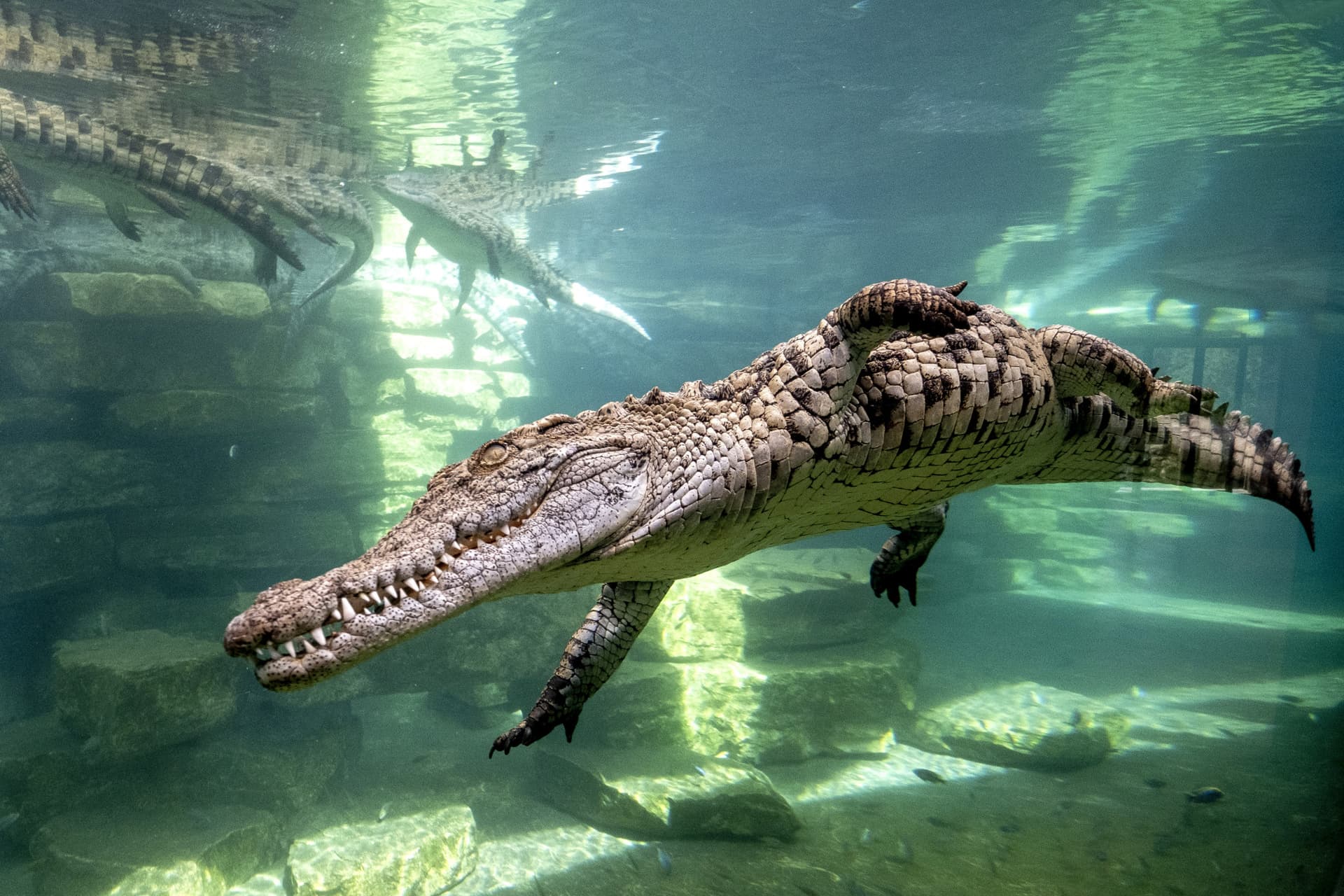 Dubai Crocodile Park - تصویر 2