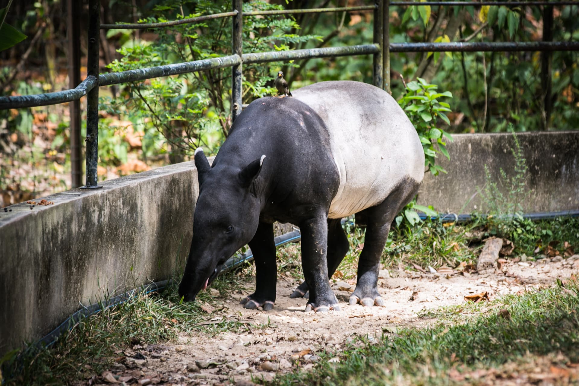 Zoo Negara Malaysia & Panda Conservation Centre Ticket - تصویر 9