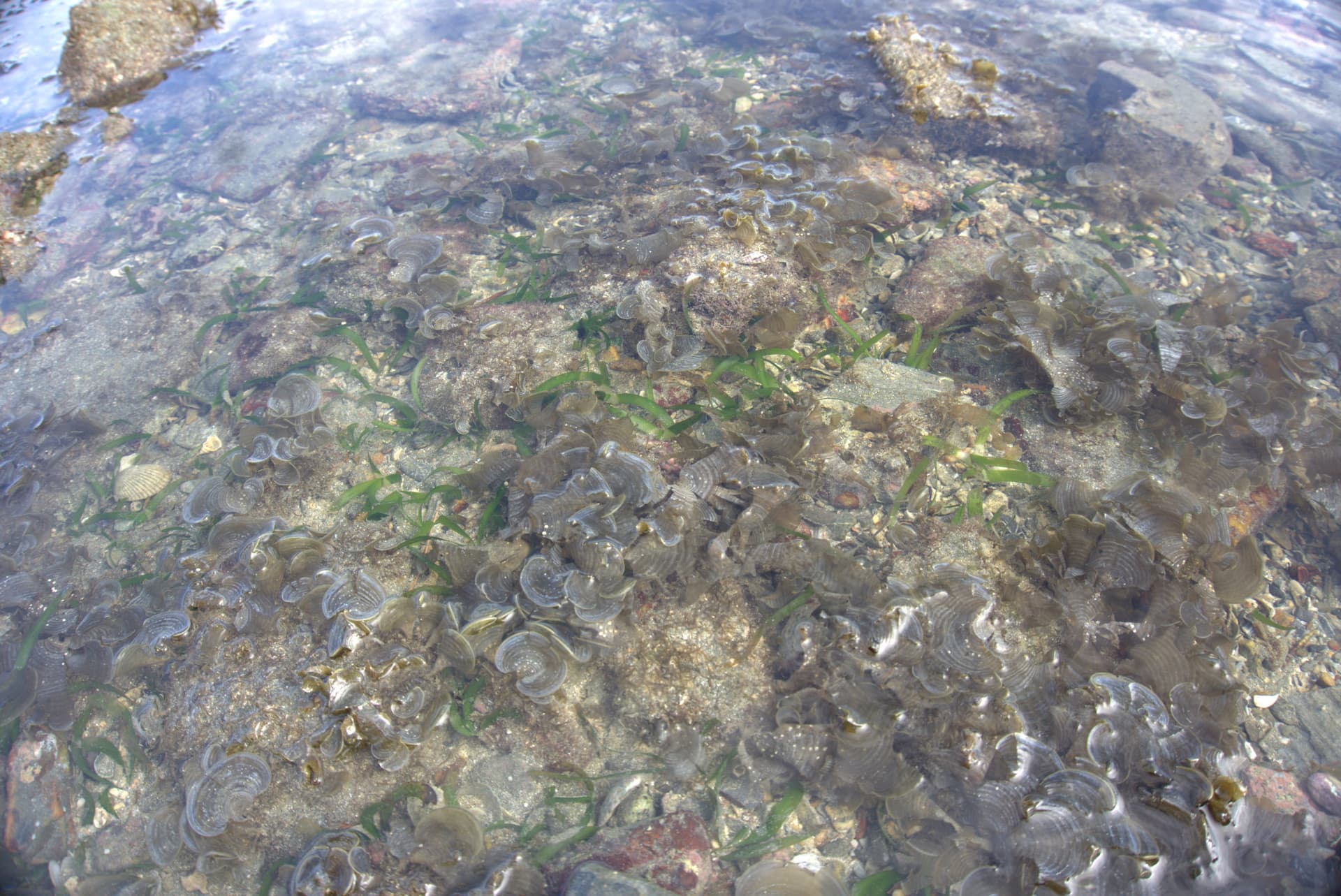Desaru Beach and Tide Pool Walk - تصویر 31