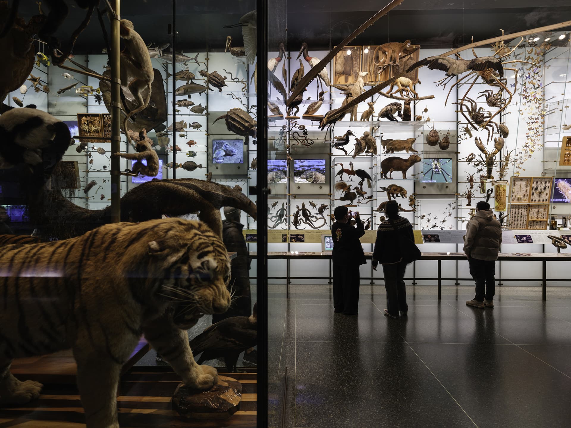 American Museum of Natural History Ticket - تصویر 4