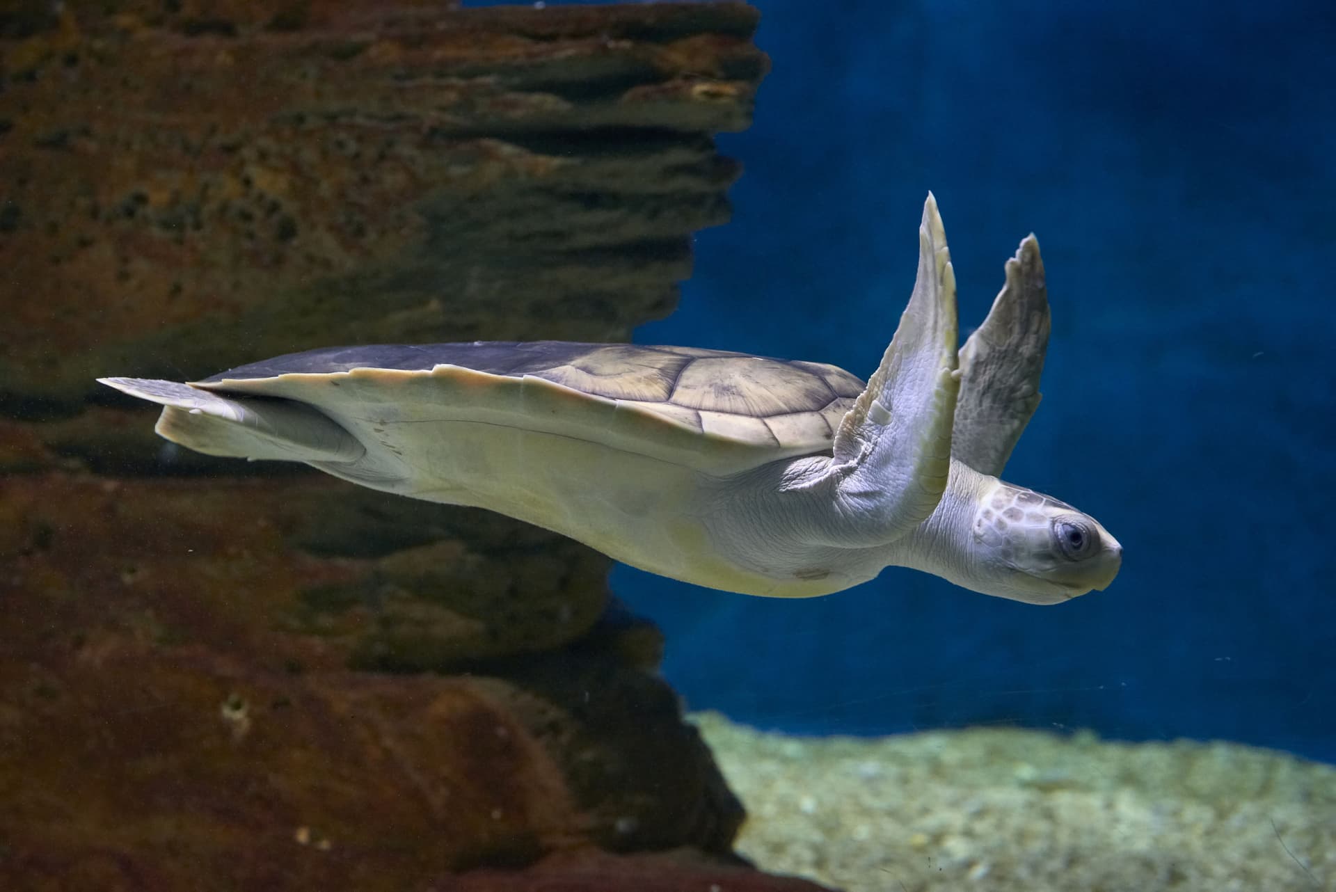 SEA LIFE Melbourne Aquarium Direct Entry Ticket - تصویر 5