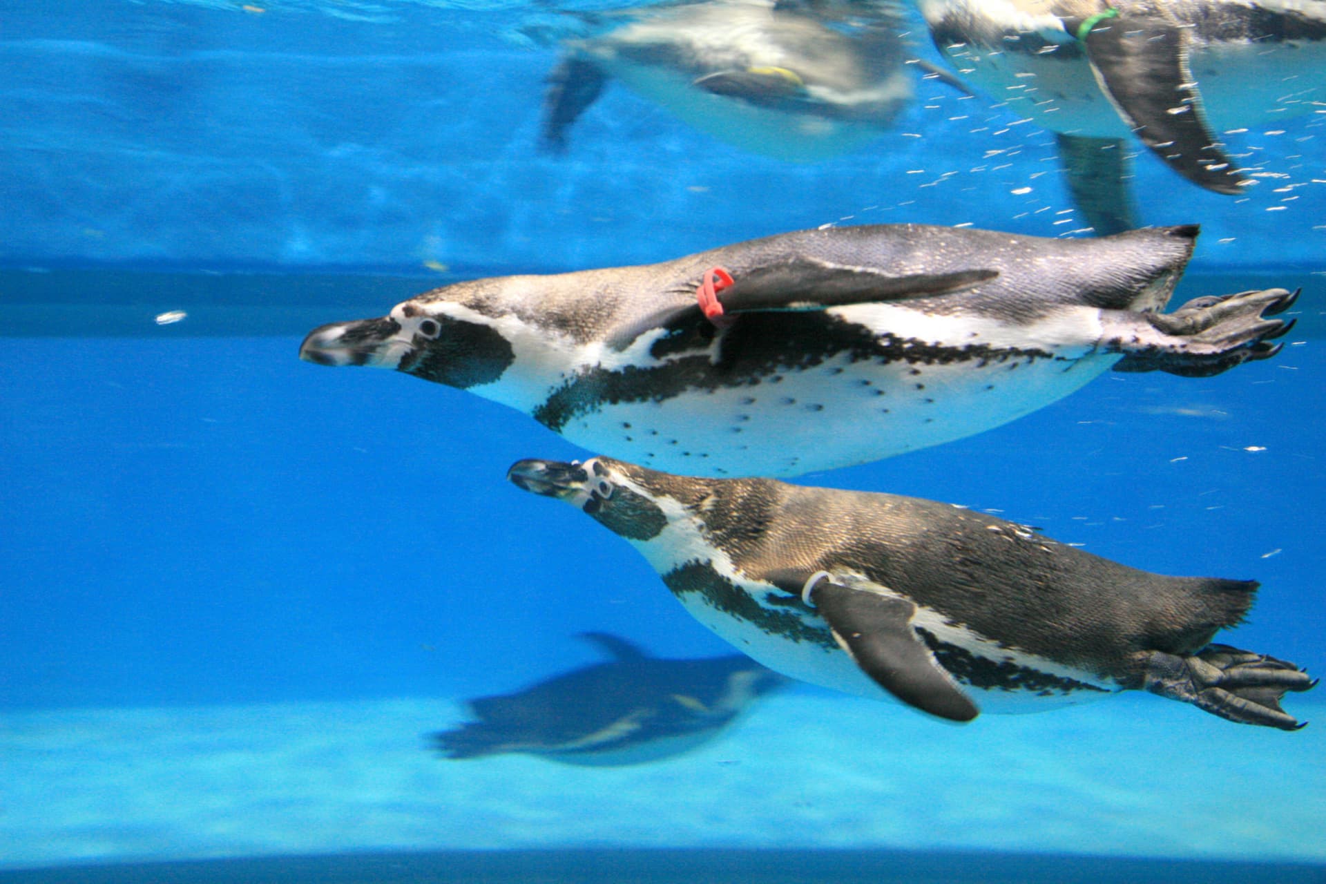 SEA LIFE COEX, Seoul Aquarium Ticket - تصویر 15