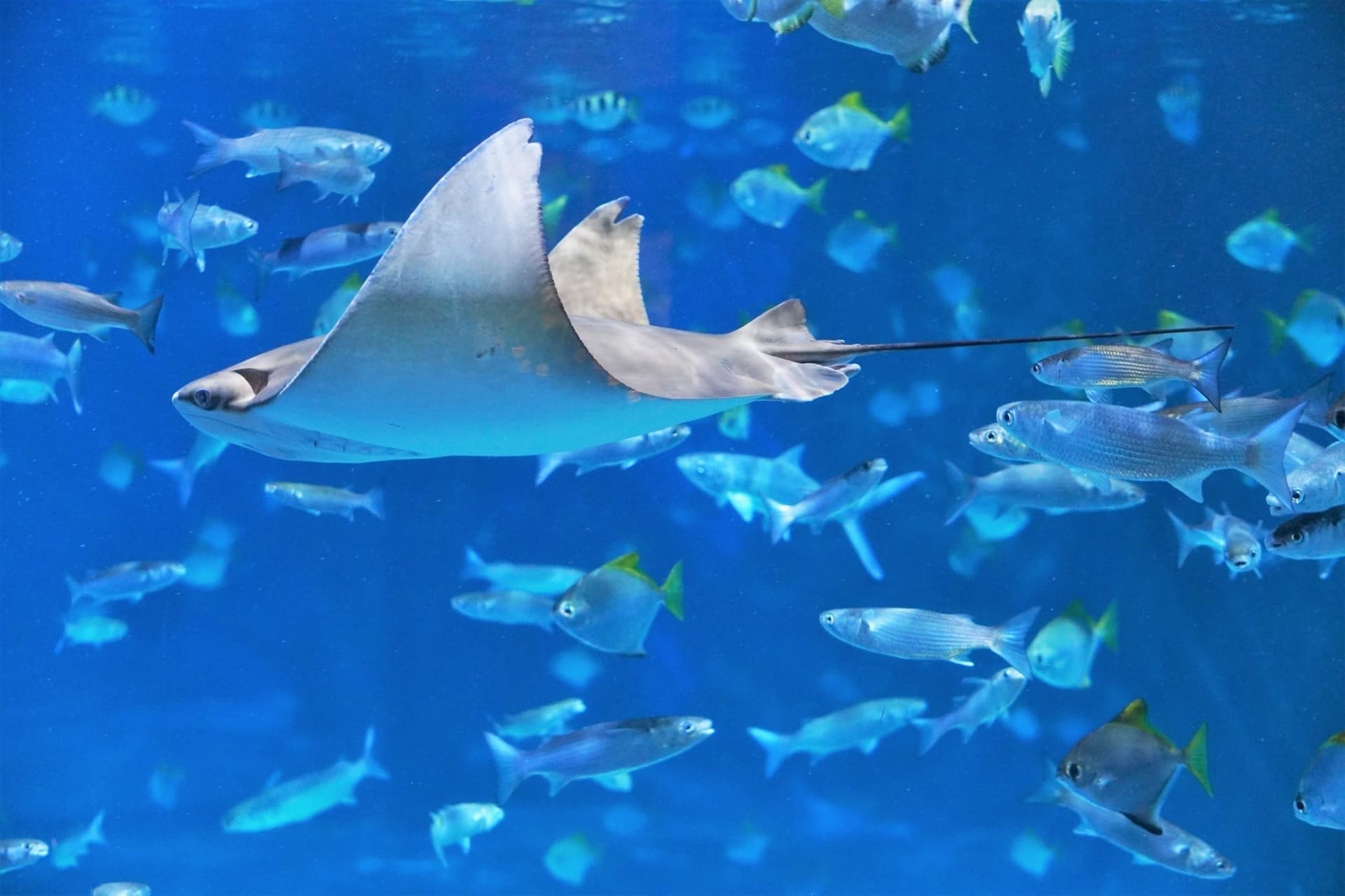 Aquaria Phuket - تصویر 16