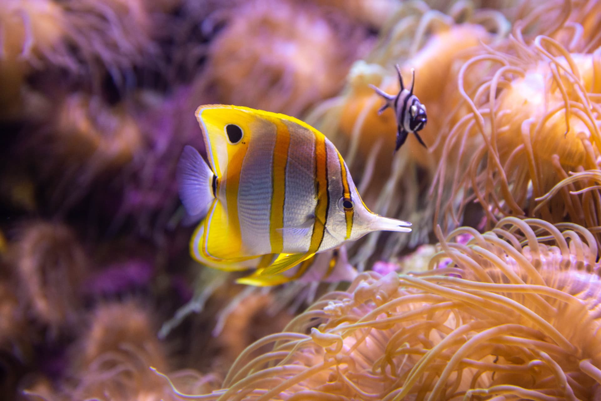 SEA LIFE Sydney Aquarium Direct Entry Ticket - تصویر 5