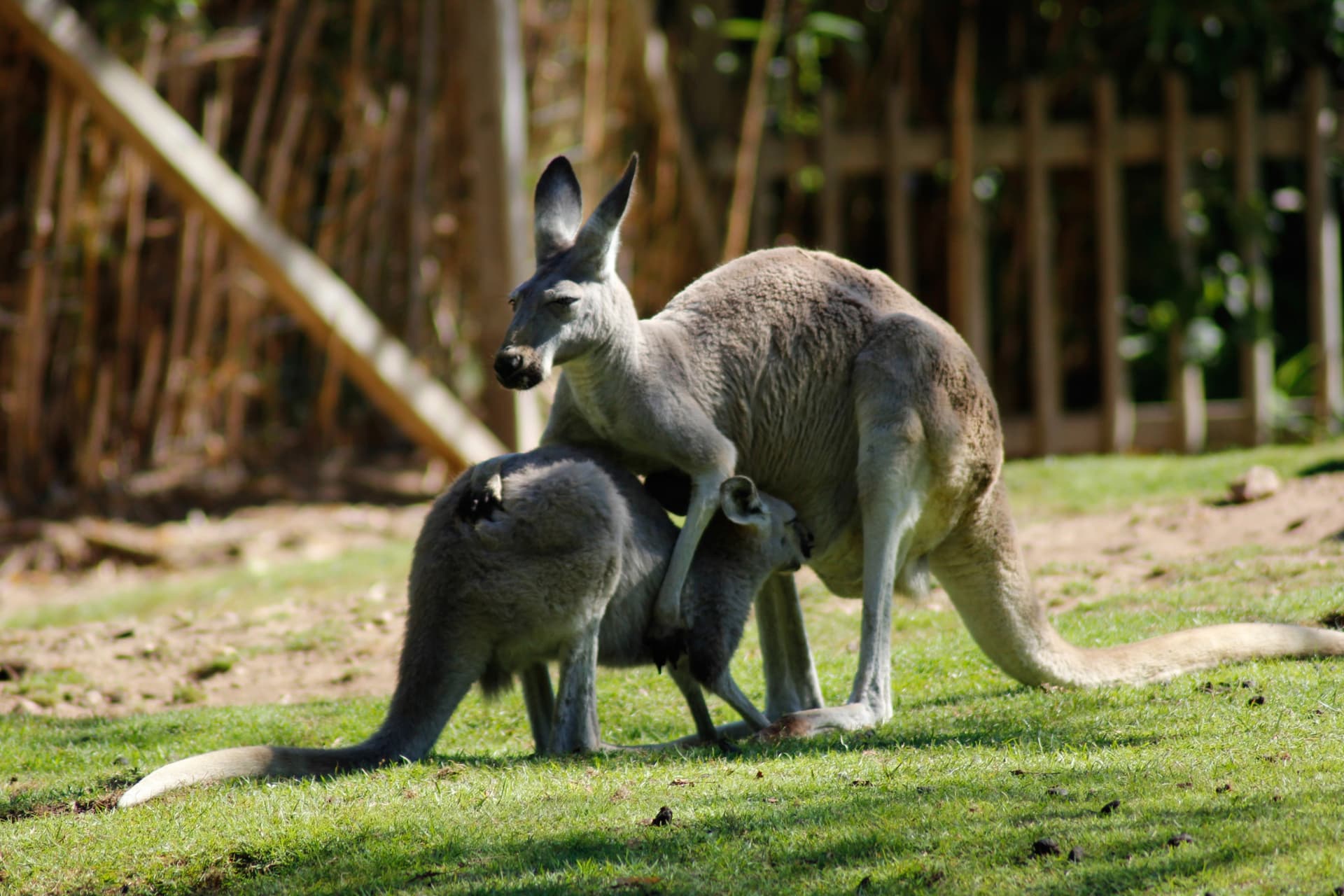 Richmond Village and Bonorong Wildlife Sanctuary Tour - تصویر 15