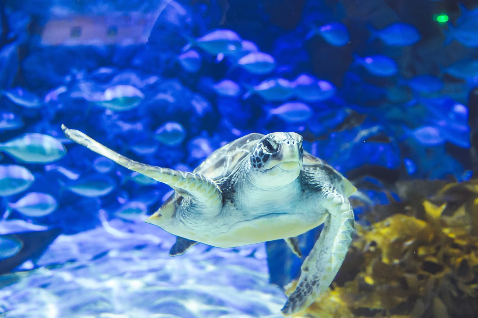 SEA LIFE Kelly Tarlton's Aquarium Ticket - تصویر 3