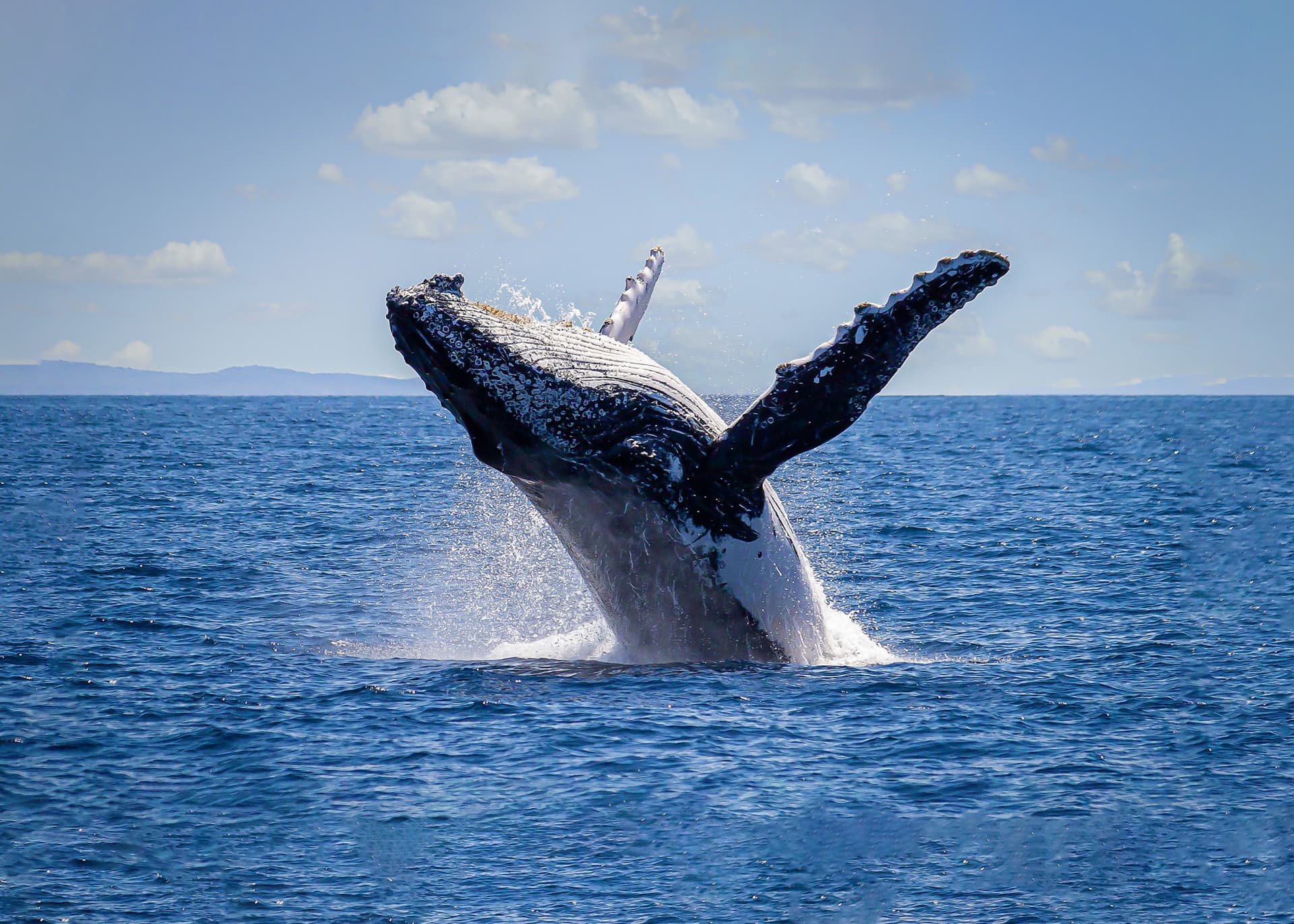 Sydney Harbour Whale Watching Cruise aboard Captain Cook Cruises - تصویر اصلی