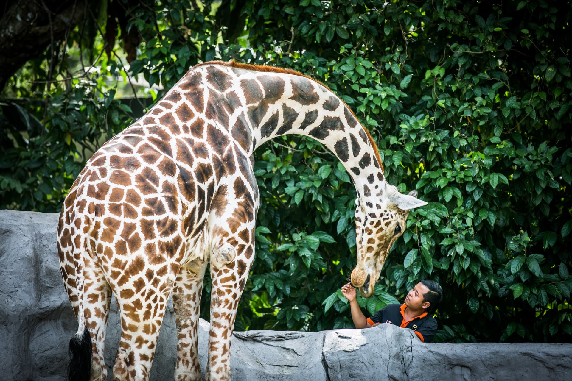 Zoo Negara Malaysia & Panda Conservation Centre Ticket - تصویر اصلی