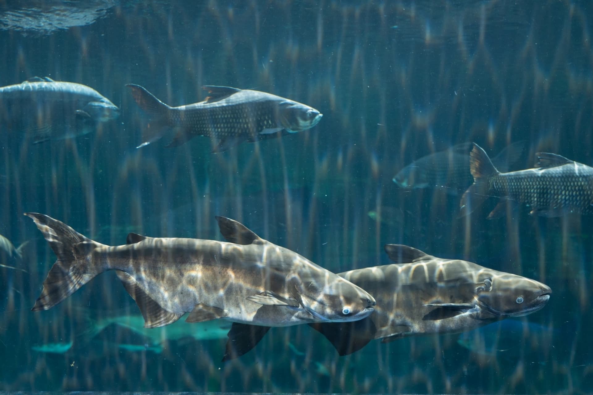 Aquaria Phuket - تصویر 25