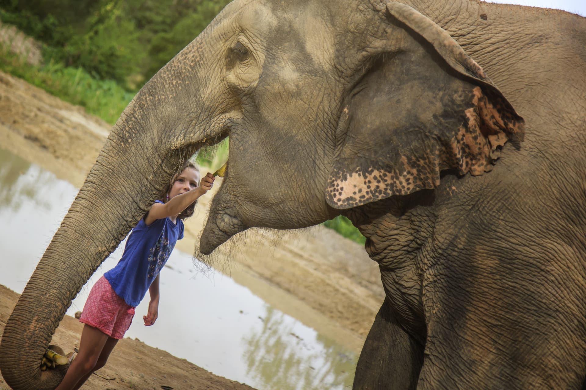 Elephant Jungle Sanctuary Pattaya - تصویر 5