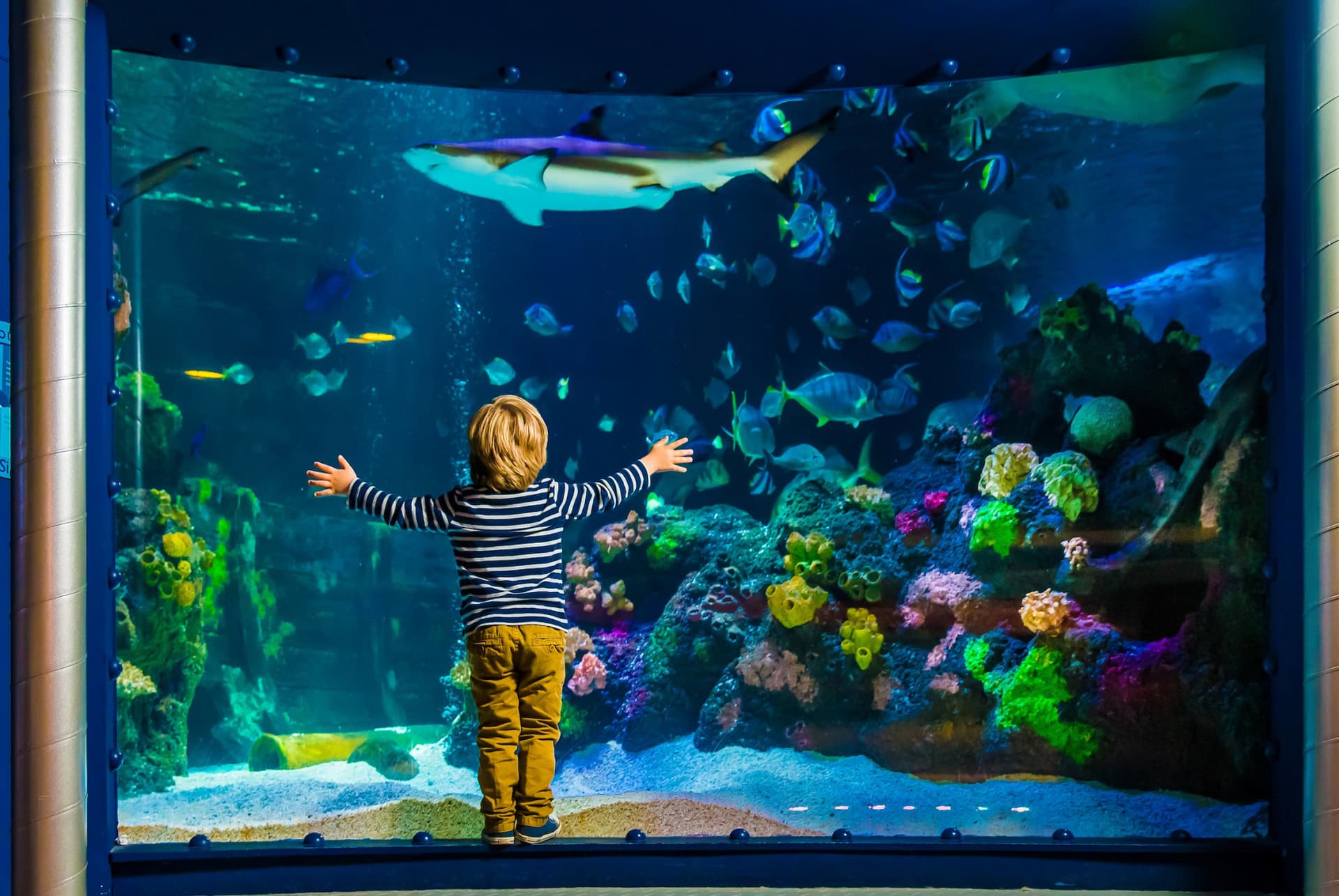 SEA LIFE Timmendorfer Strand Aquarium Ticket - تصویر 11