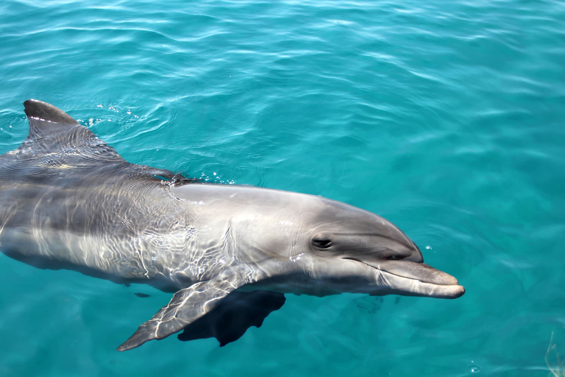 Tangalooma Wrecks & Dolphin Cruise Optional Round transfer from Brisbane City and Gold Coast - تصویر 13