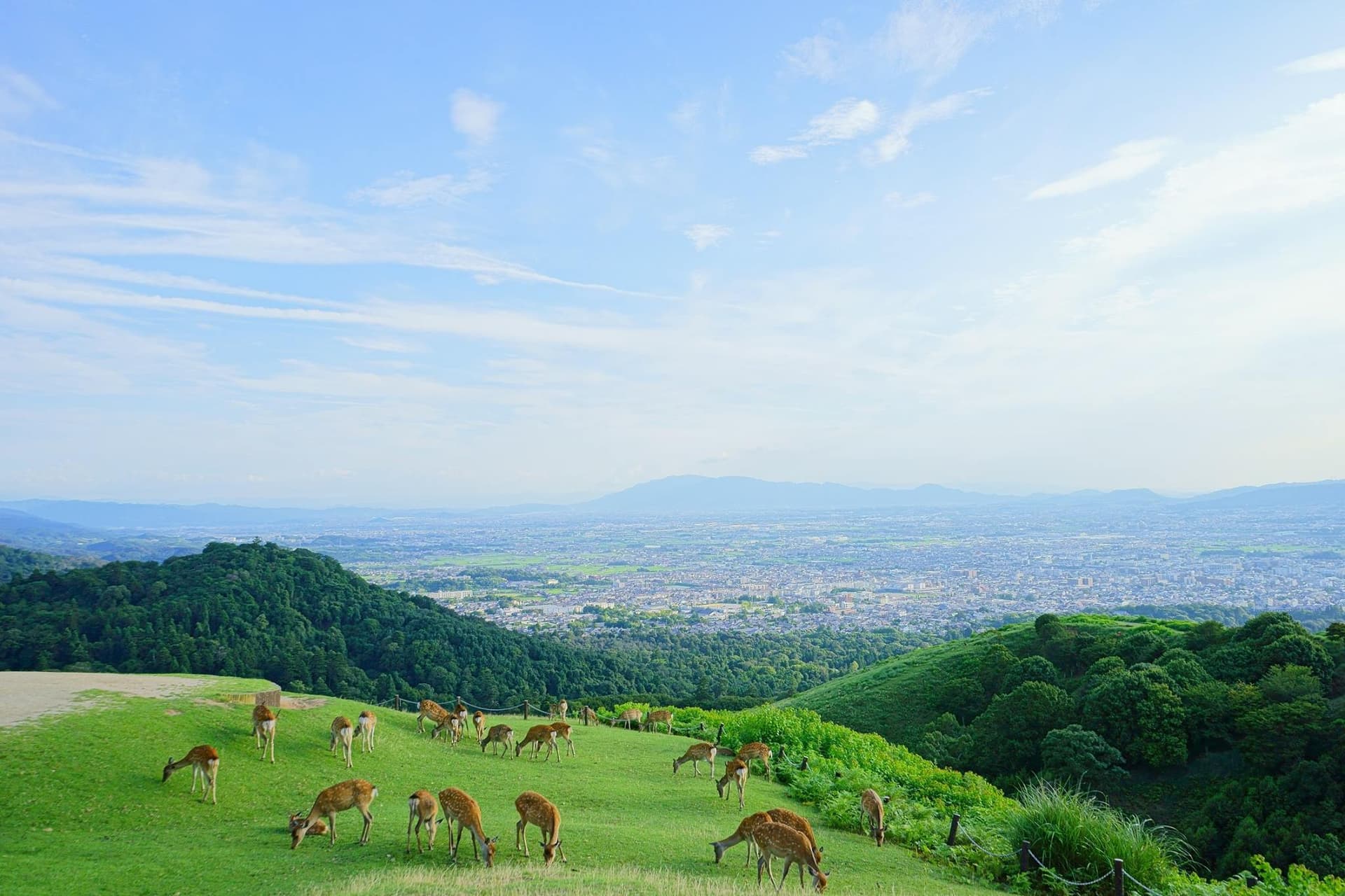 Kyoto and Nara Full-Day Tour from Kyoto - تصویر 4