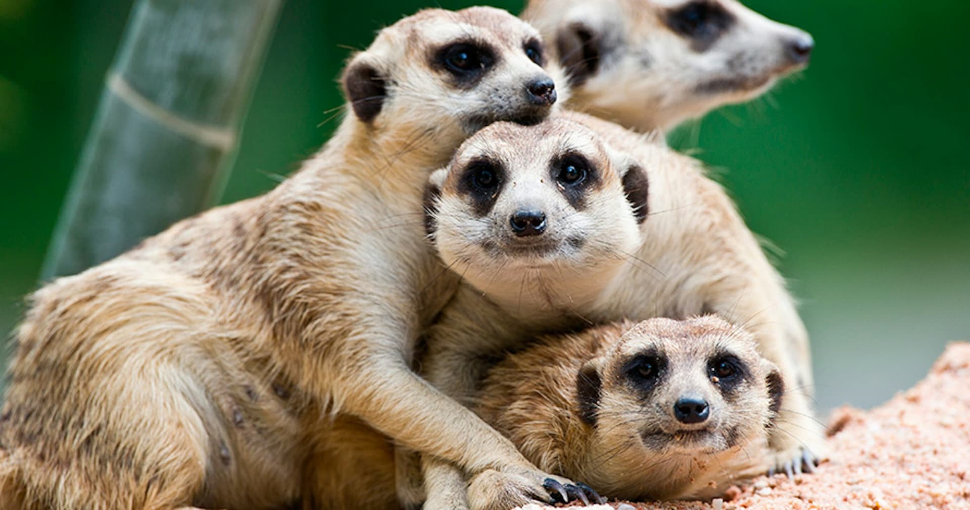 Terra Natura Murcia Ticket - تصویر اصلی