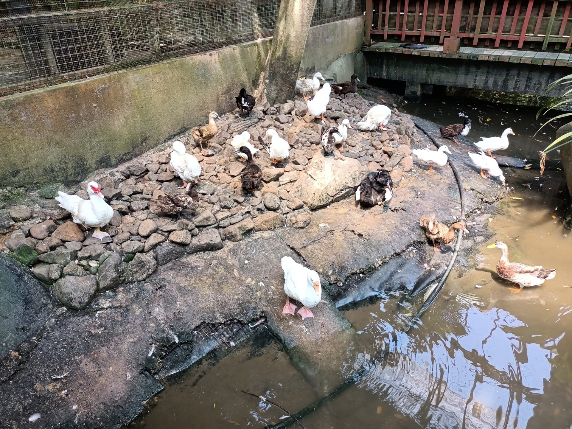 Langkawi Wildlife Park - تصویر 12