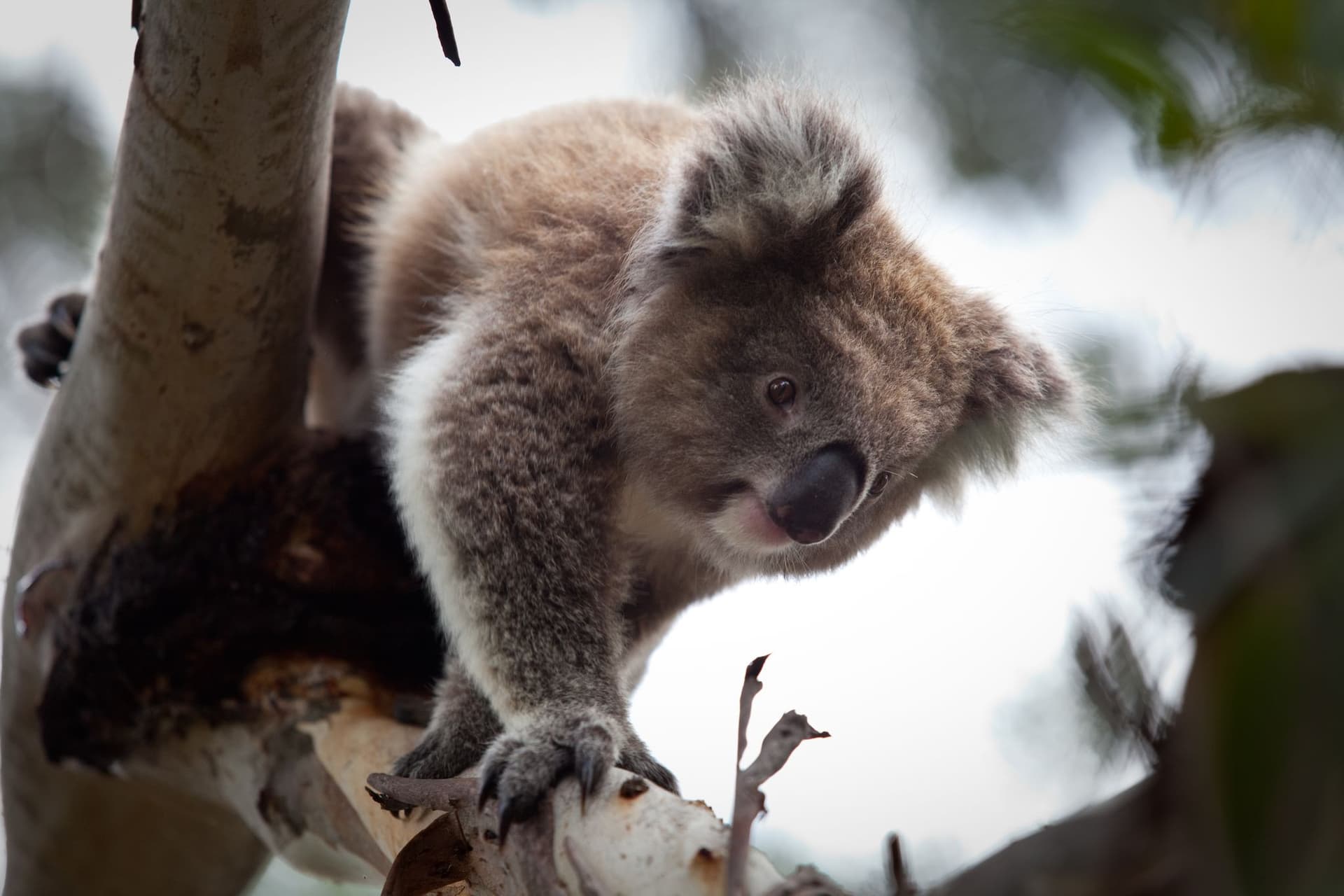 Phillip Island Nature Parks - Koala Conservation Reserve Ticket - تصویر 2