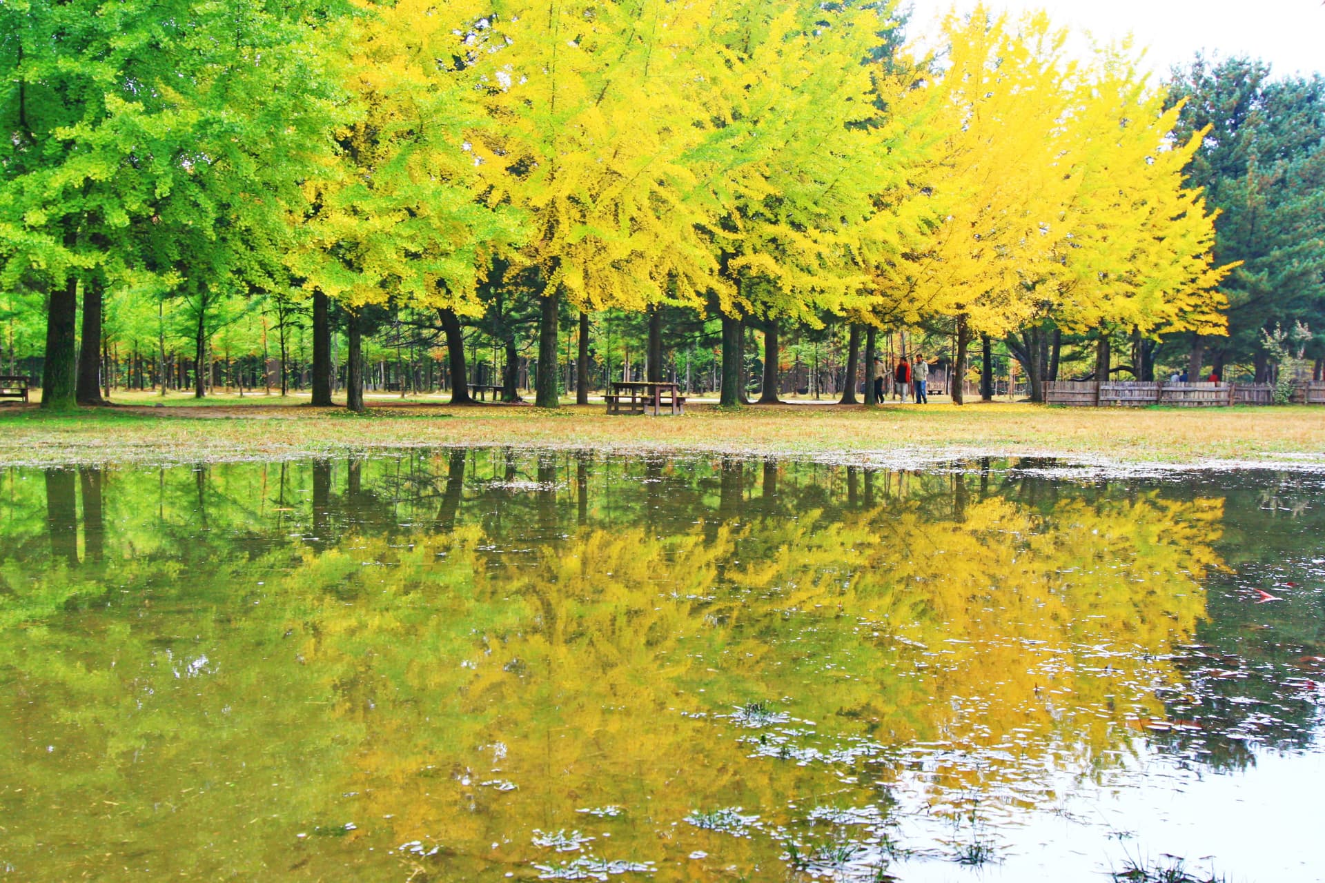 Nami Island, Mount Seorak, and Gapyeong Rail Bike Full-Day Tour from Seoul - تصویر 5