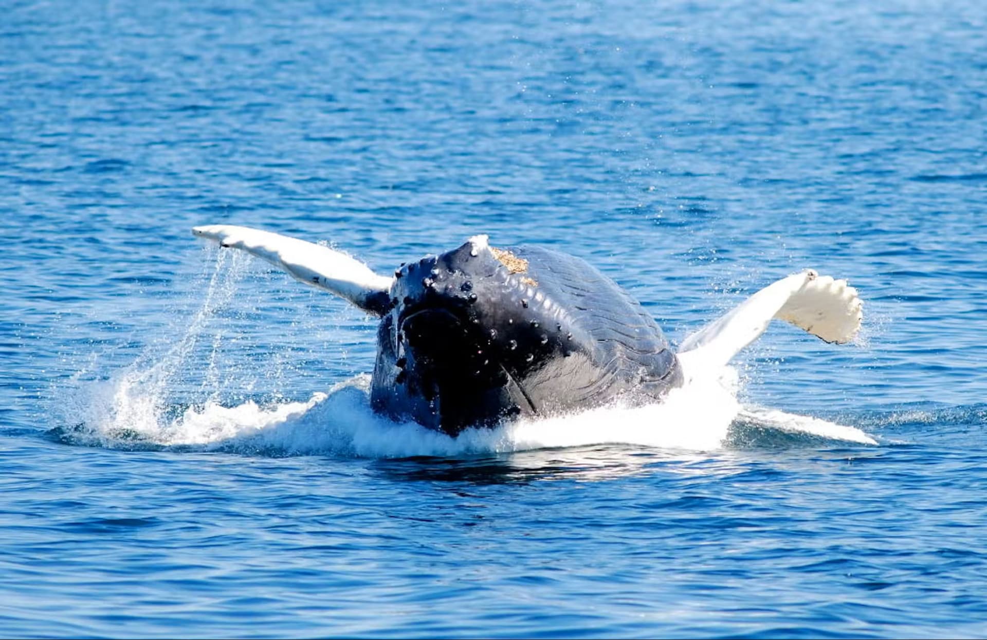 Boston Harbor Whale Watch Cruise - تصویر 6