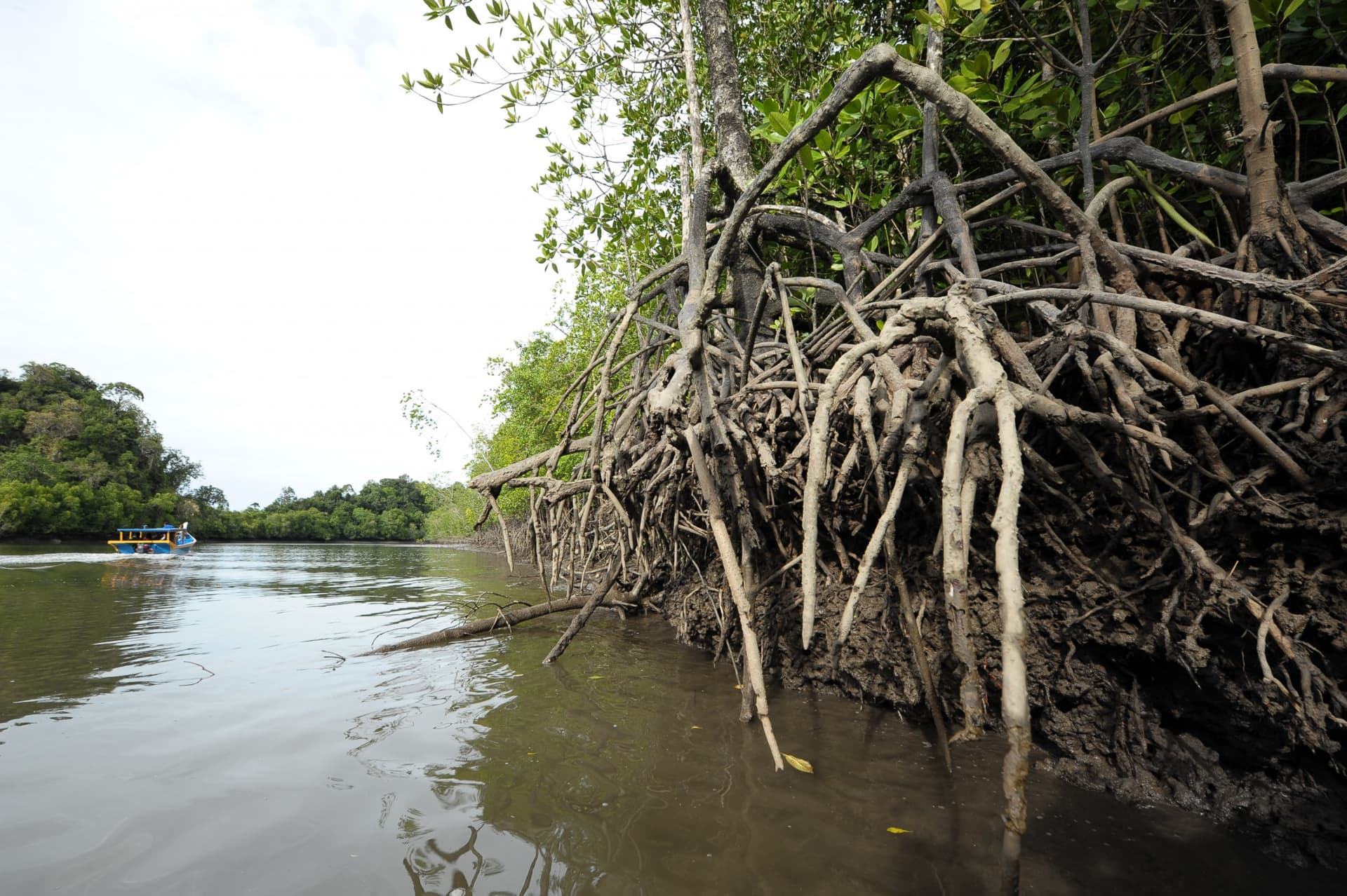 Langkawi Mangrove River Cruise and Snorkeling - تصویر 3