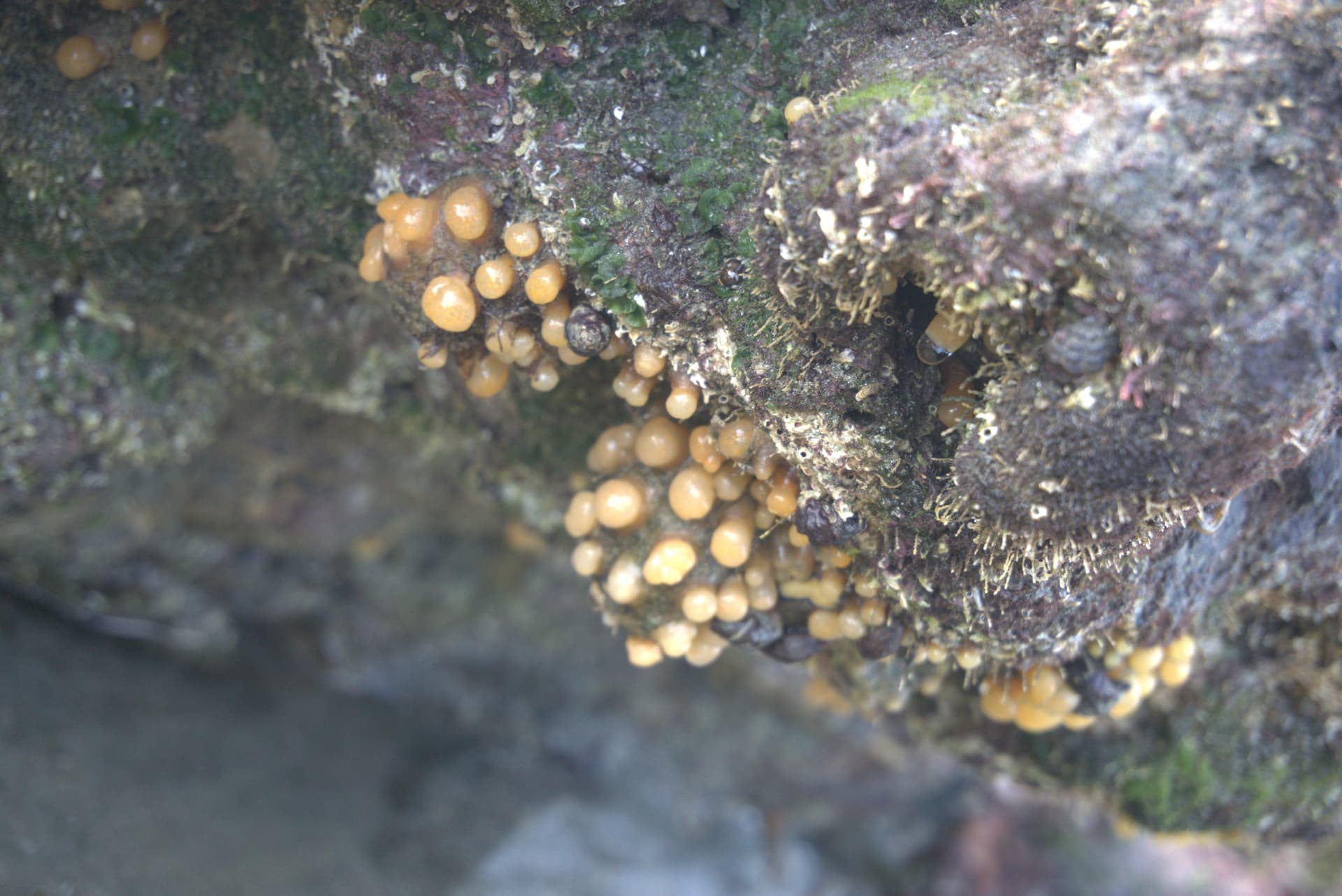 Desaru Beach and Tide Pool Walk - تصویر 23