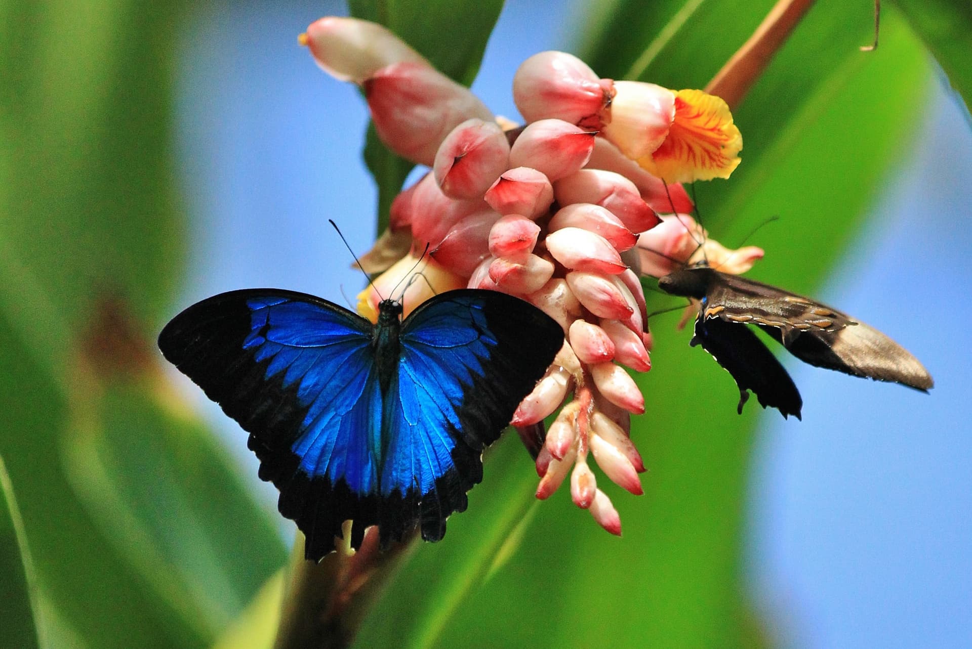 Australian Butterfly Sanctuary - تصویر 2