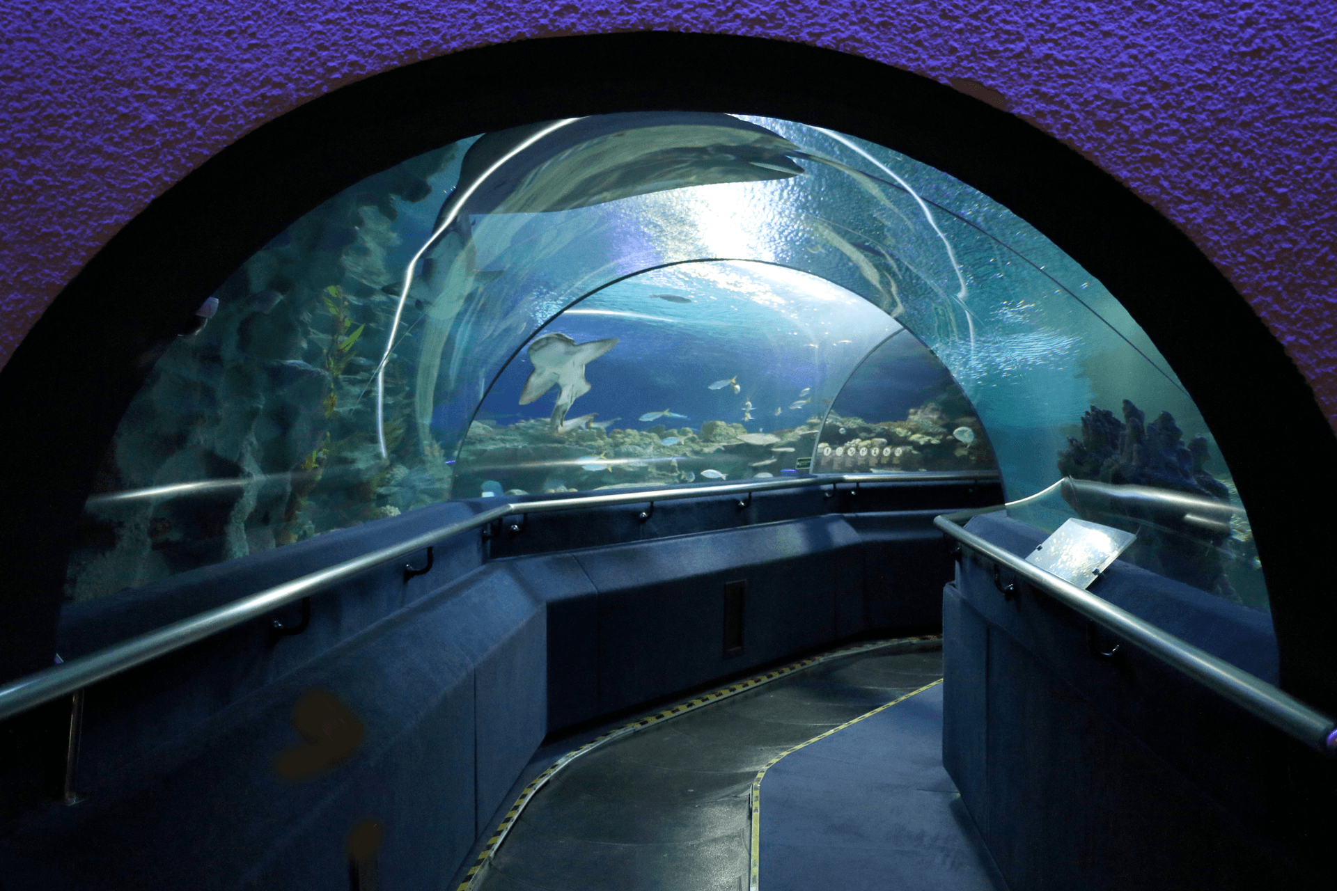 COMBO: KL Hop-on Hop-off Sightseeing Bus Tour + Aquaria KLCC Ticket - تصویر 4