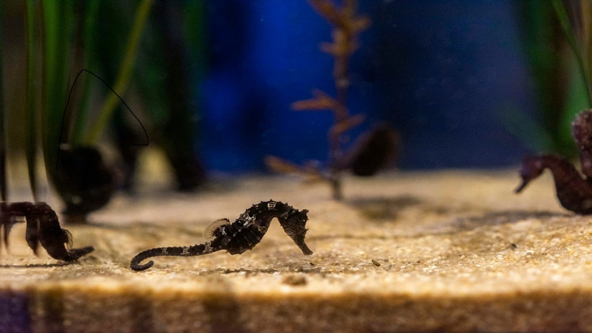 Seaquarium Le Grau-du-Roi Ticket - تصویر 2