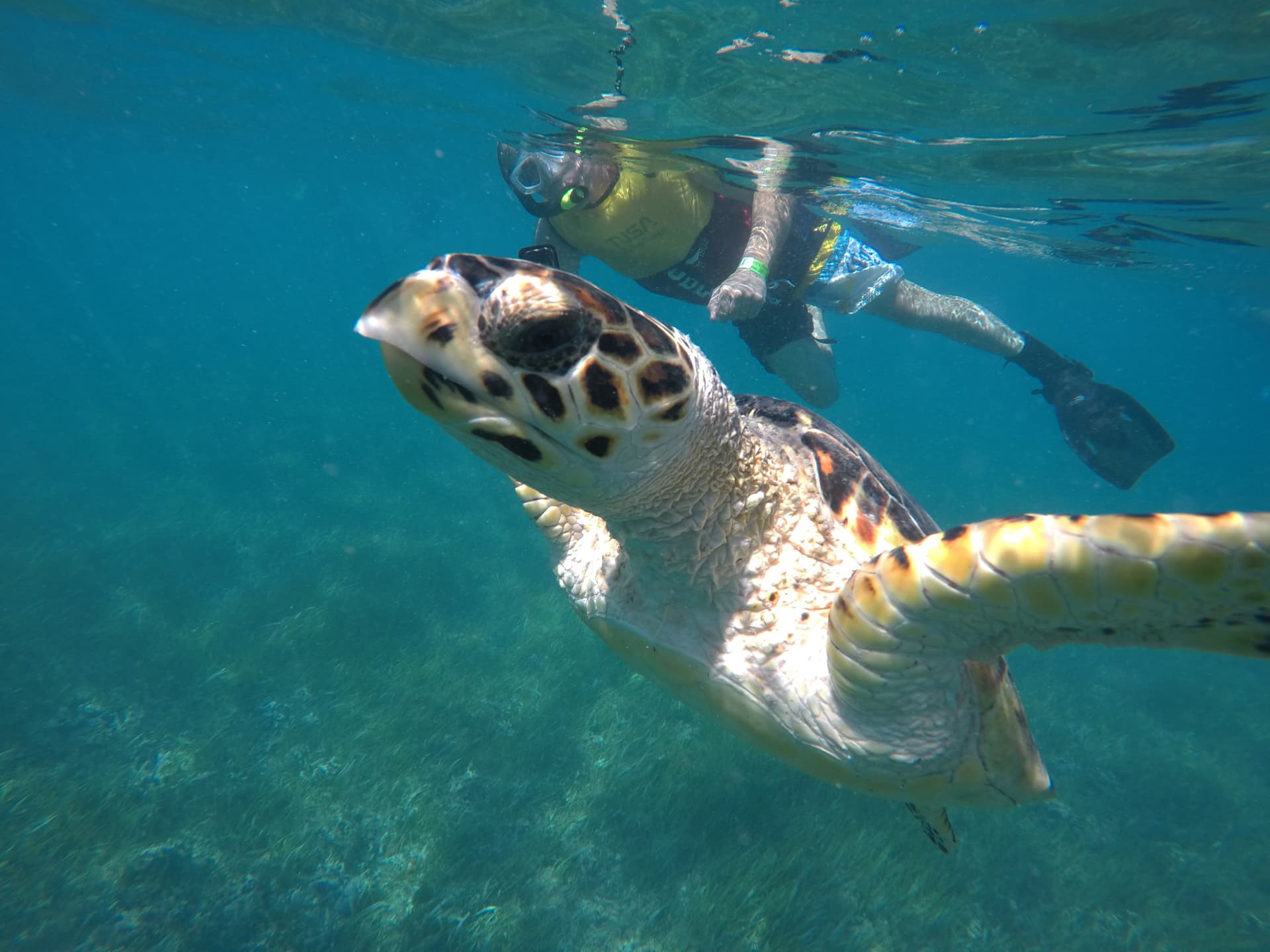 Go City Cancun All-Inclusive Pass: Save up to 50% on Attractions - تصویر 9