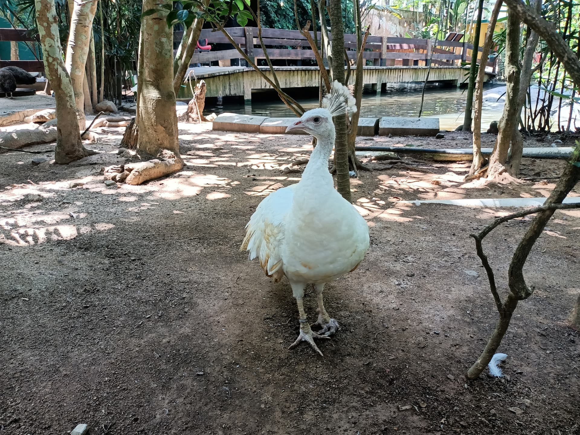Langkawi Wildlife Park - تصویر 10