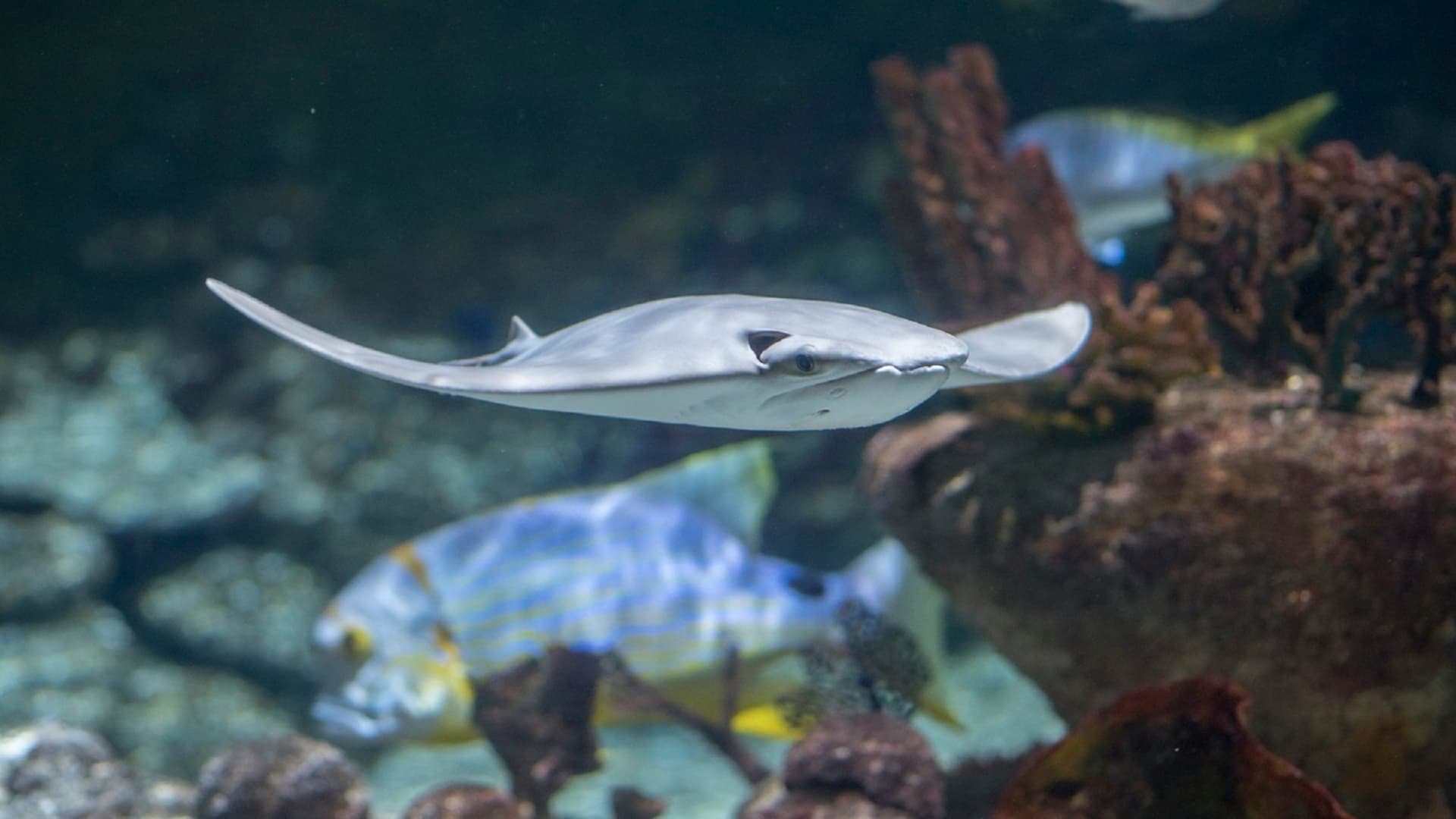 Seaquarium Le Grau-du-Roi Ticket - تصویر اصلی