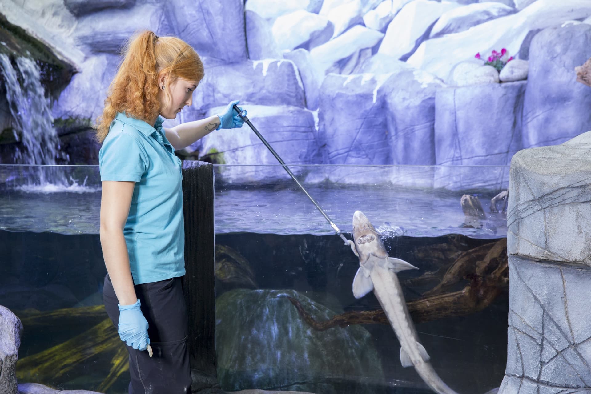 SEA LIFE Oberhausen Aquarium Ticket - تصویر 5