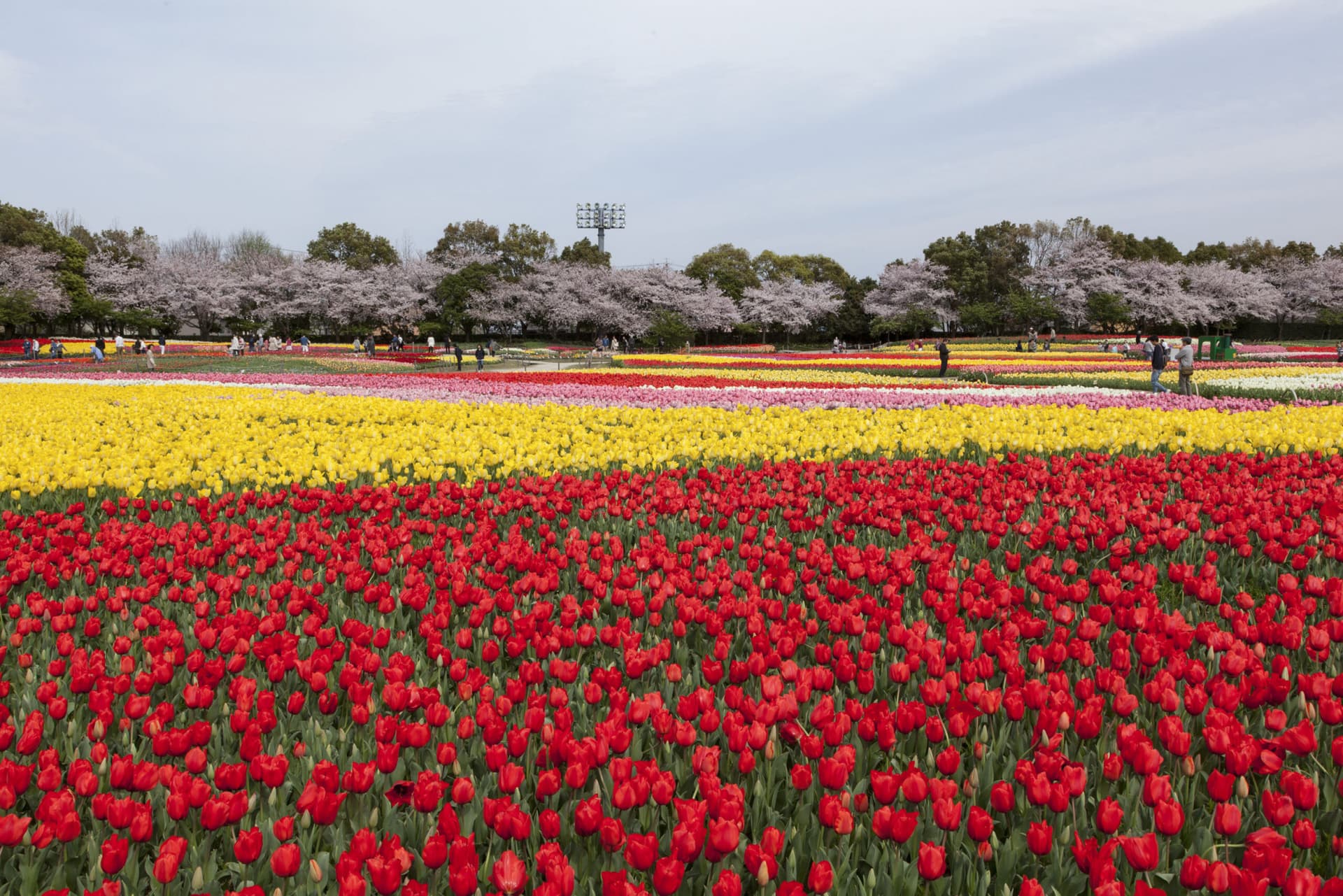 Kintetsu Rail Pass - تصویر 5