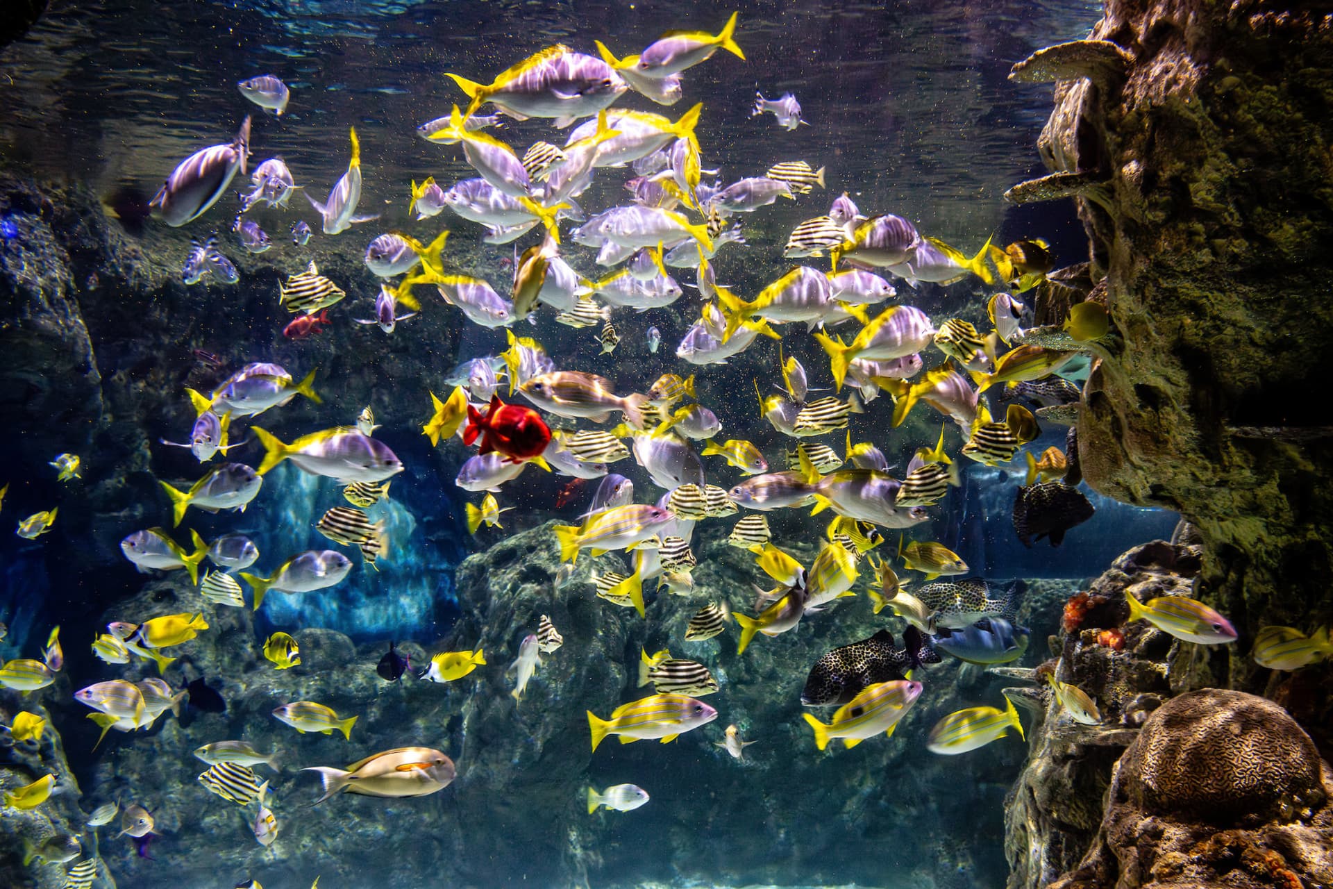SEA LIFE Brighton Ticket - تصویر 8