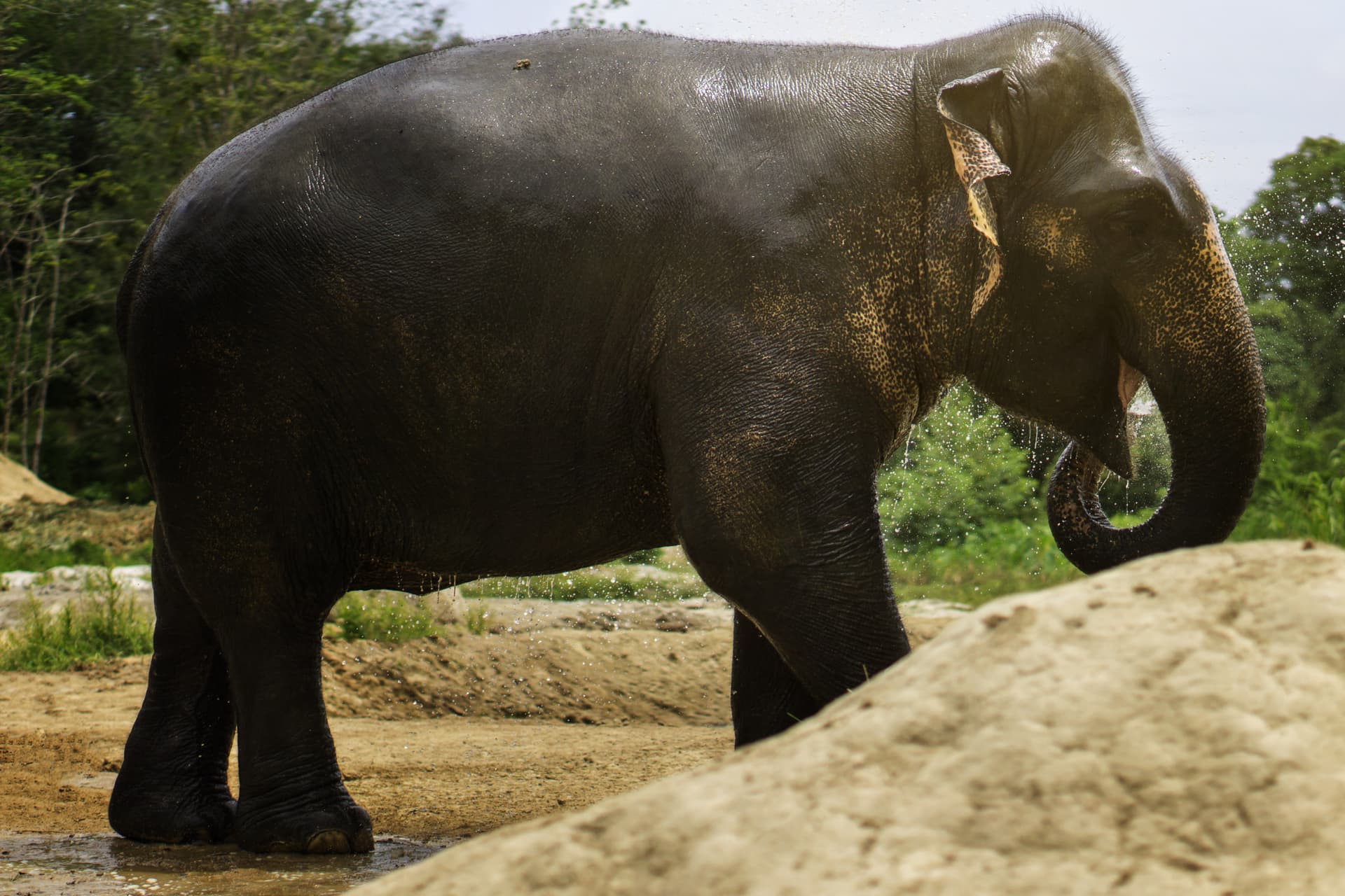 Elephant Jungle Sanctuary Pattaya - تصویر 6