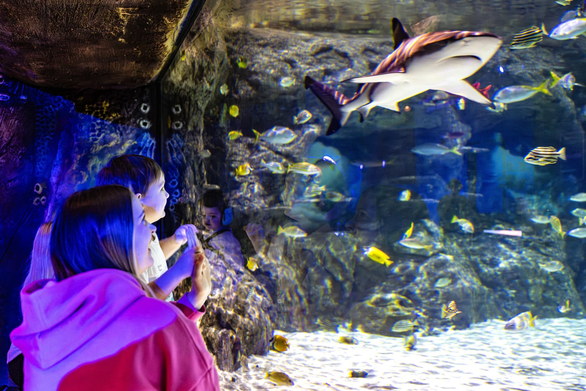 SEA LIFE Brighton Ticket - تصویر 9