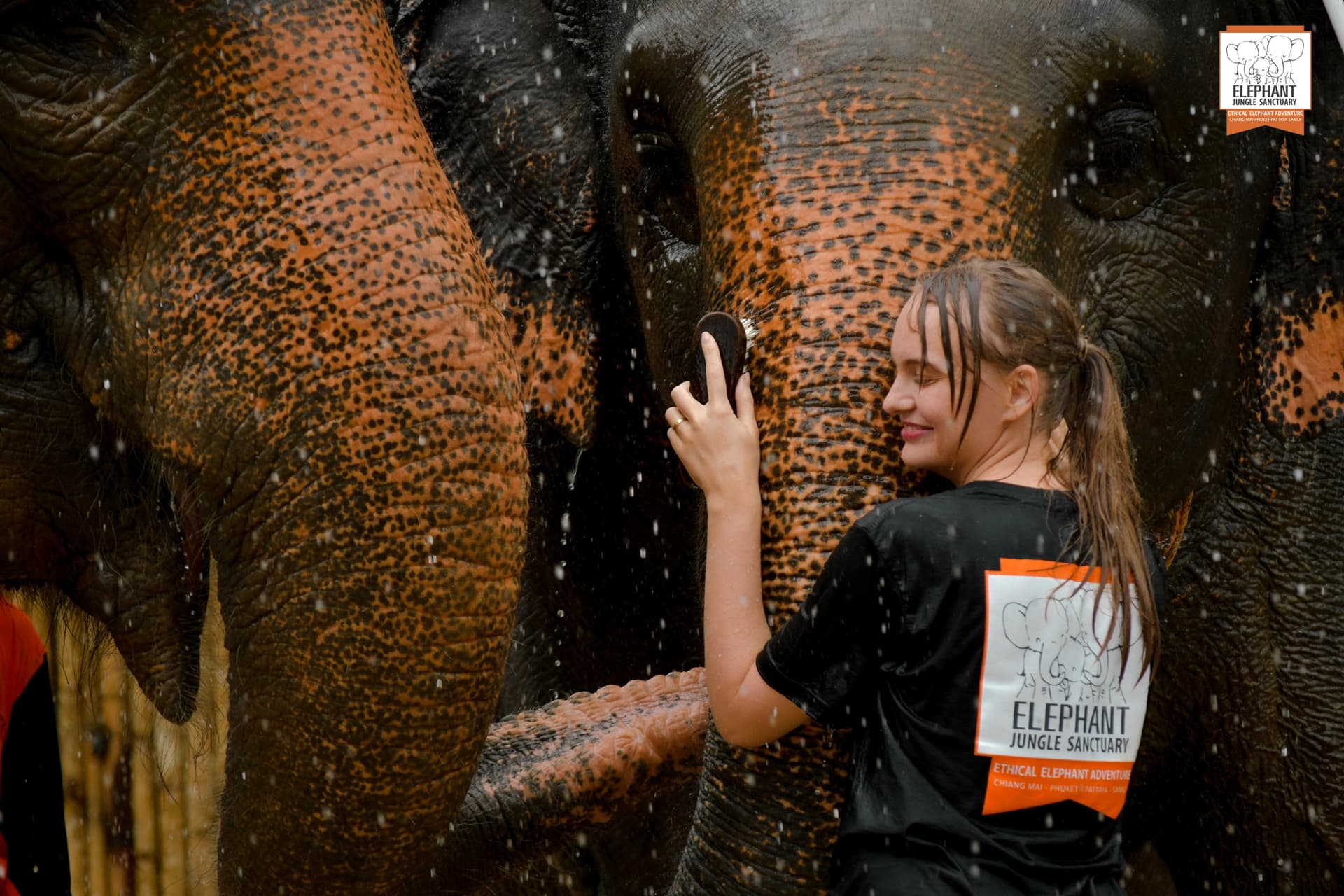 Elephant Jungle Sanctuary Phuket - تصویر 4
