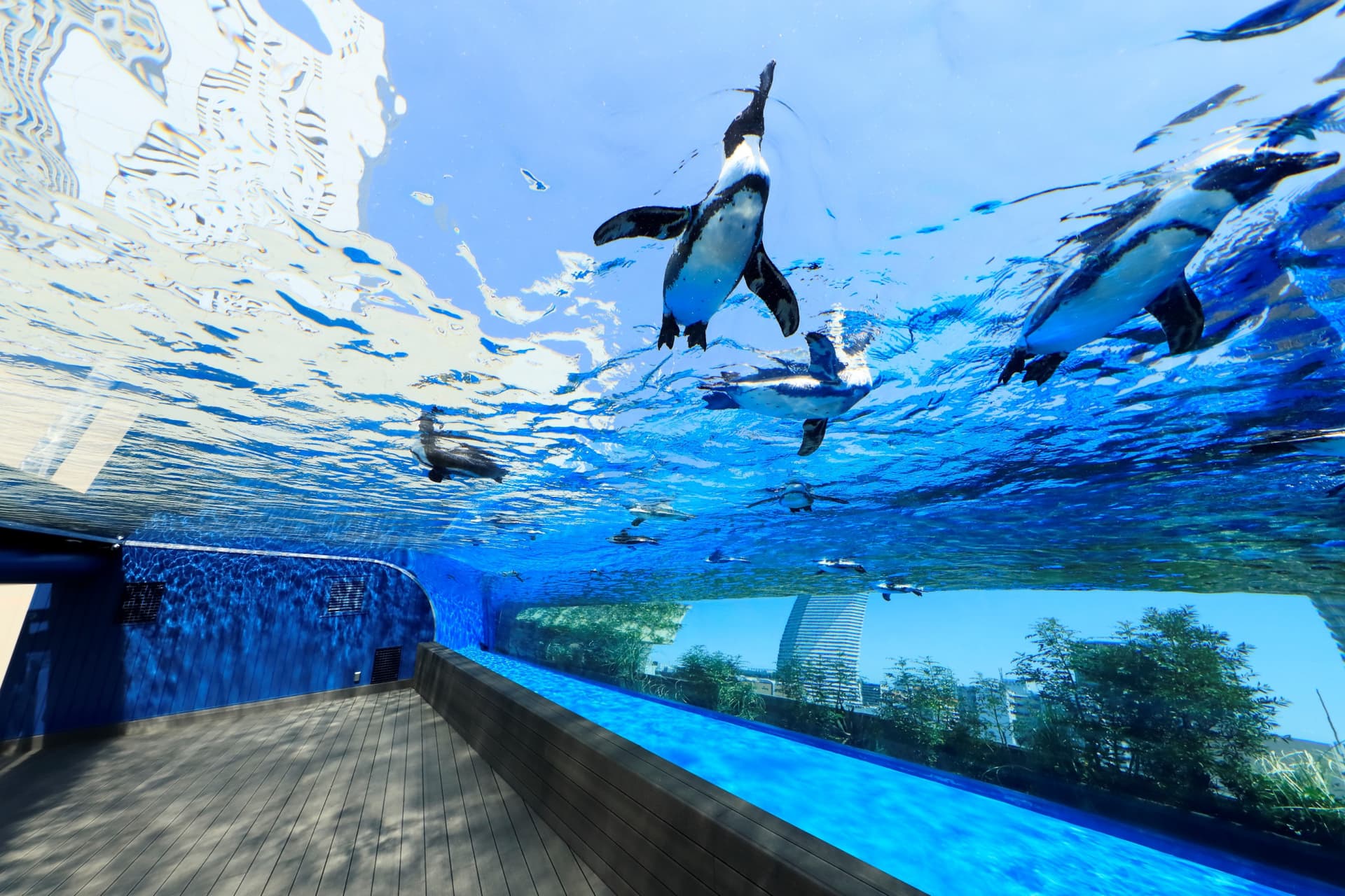 Tokyo Sunshine Aquarium - تصویر اصلی