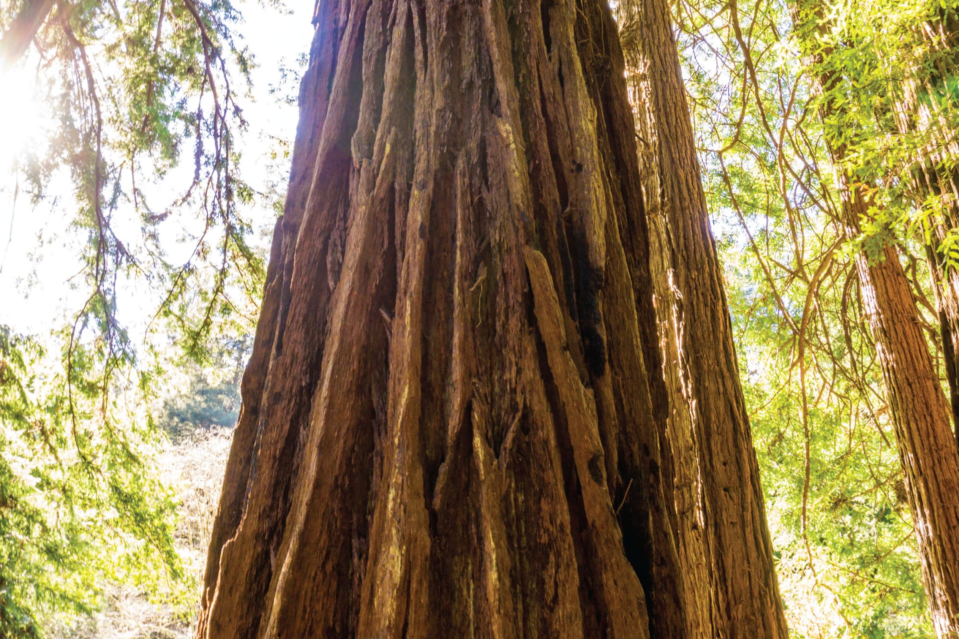 Muir Woods & Sausalito Half-Day Tour - تصویر 6