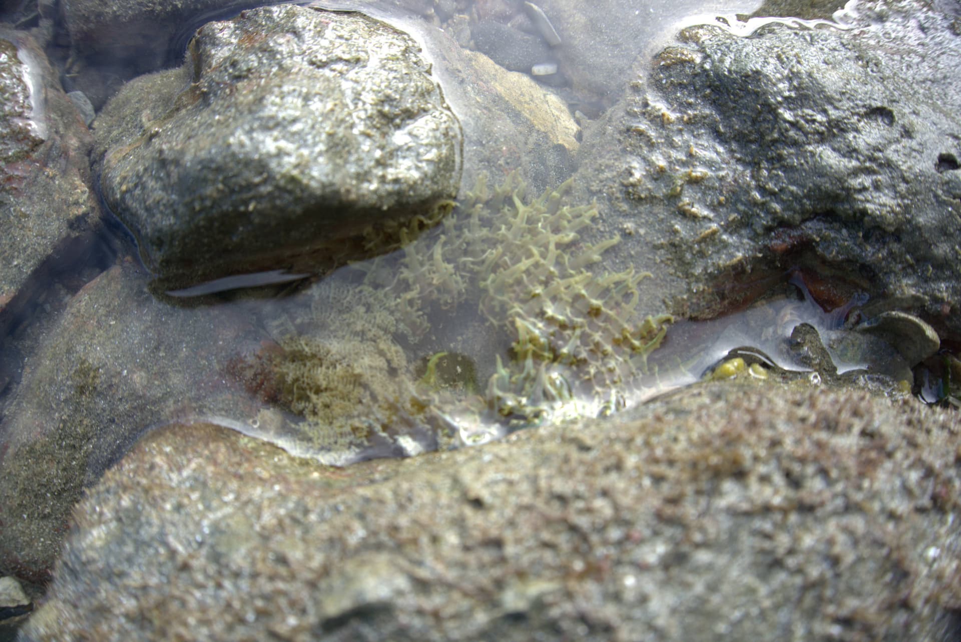 Desaru Beach and Tide Pool Walk - تصویر 32