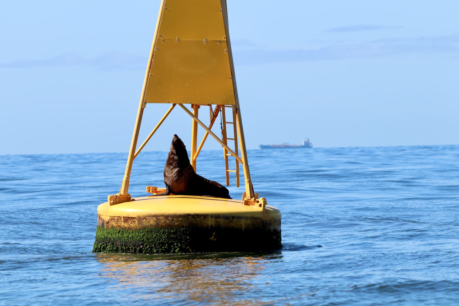 Newcastle Whale Watching Cruise aboard CoastXP - تصویر 8