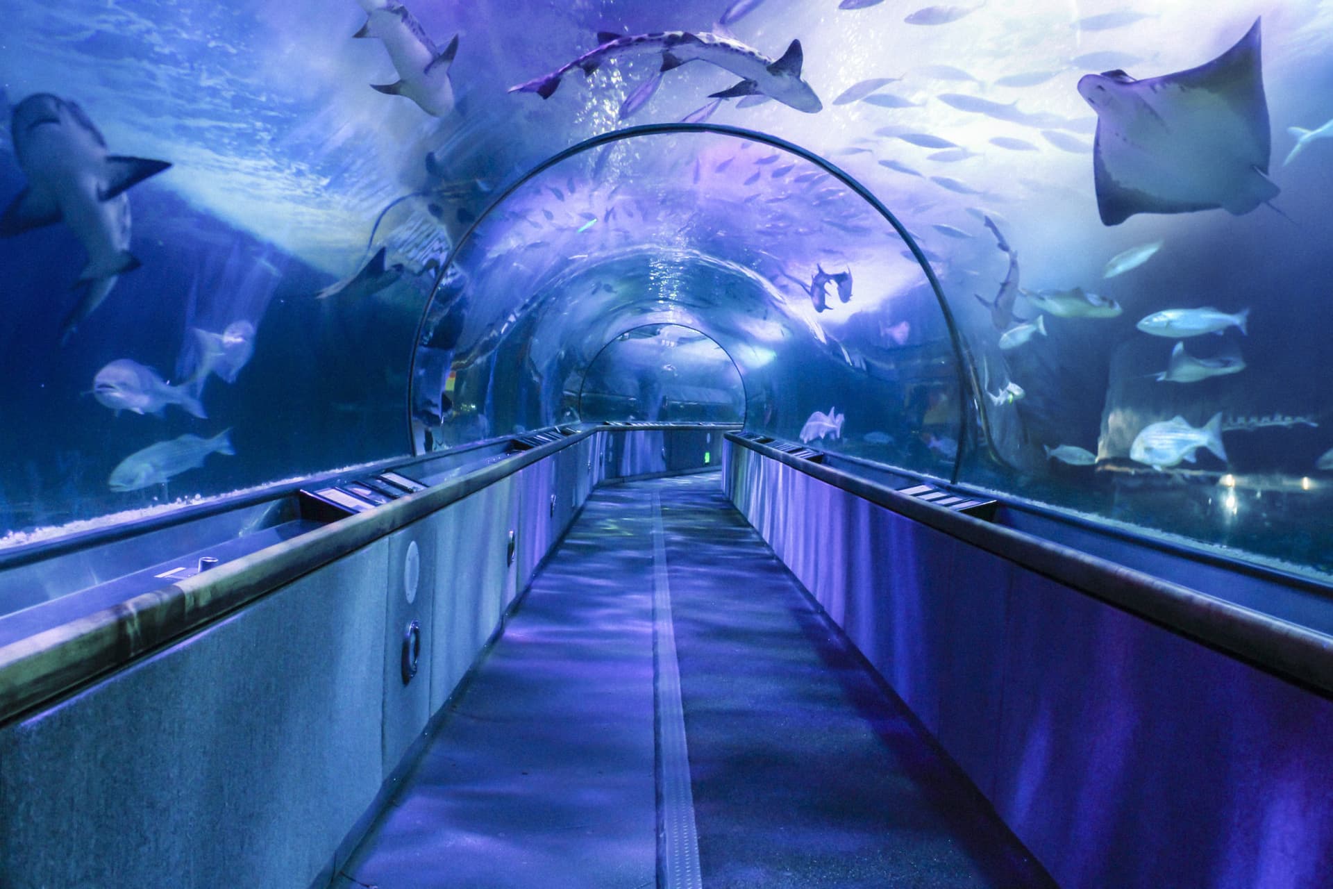 Go City San Francisco Essentials Pass: 3 Attractions - تصویر 14