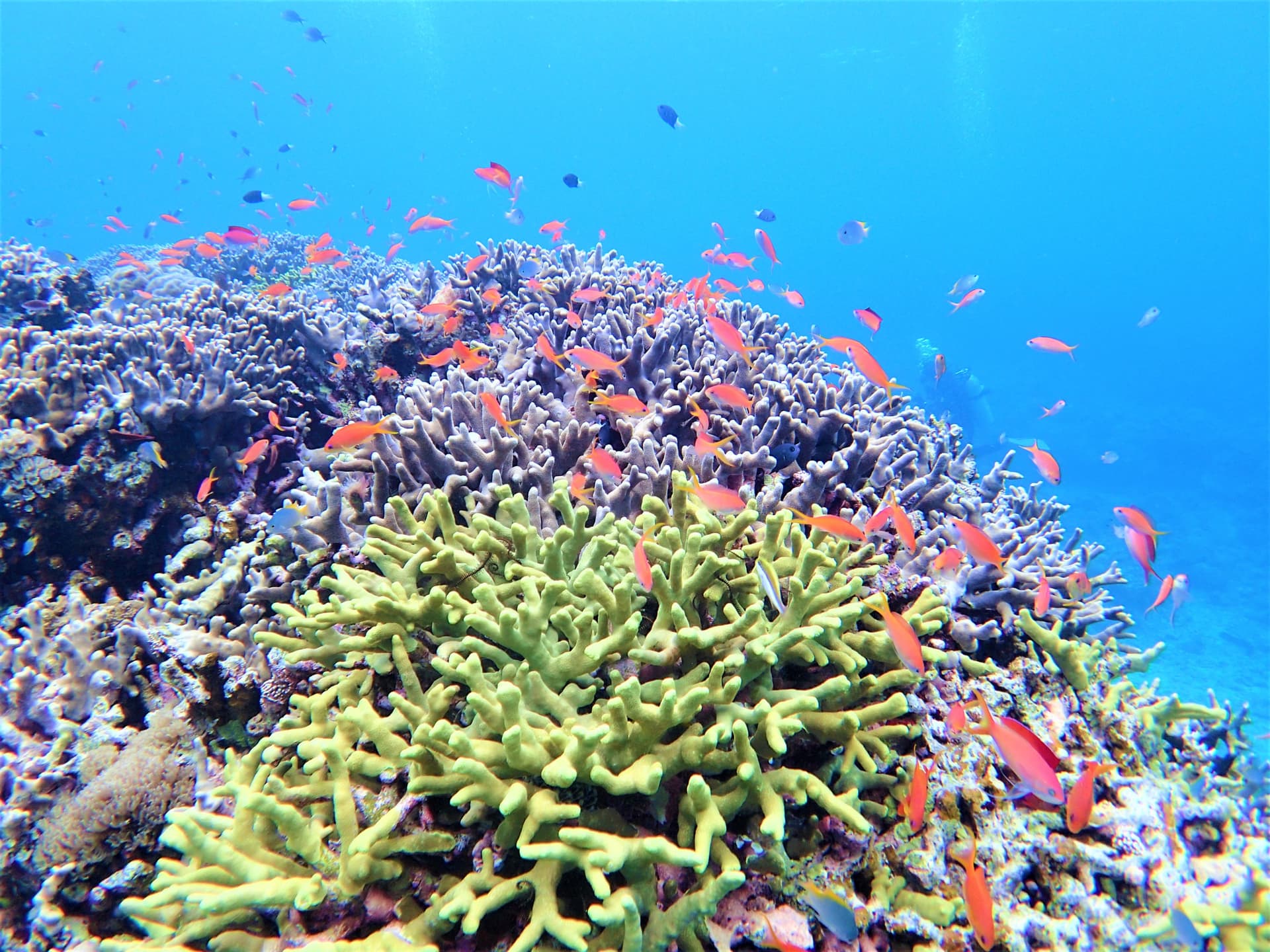 Half-Day Morning Snorkeling Tour with Phantom Island Visit - تصویر 6