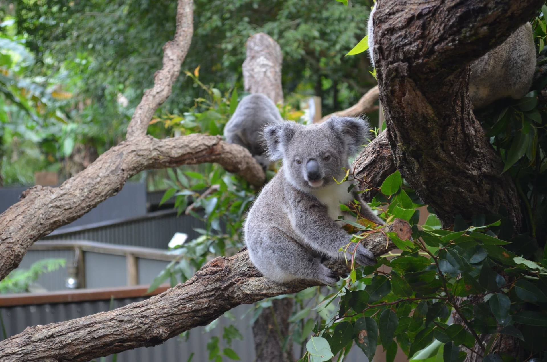Kuranda Koala Gardens - تصویر 3