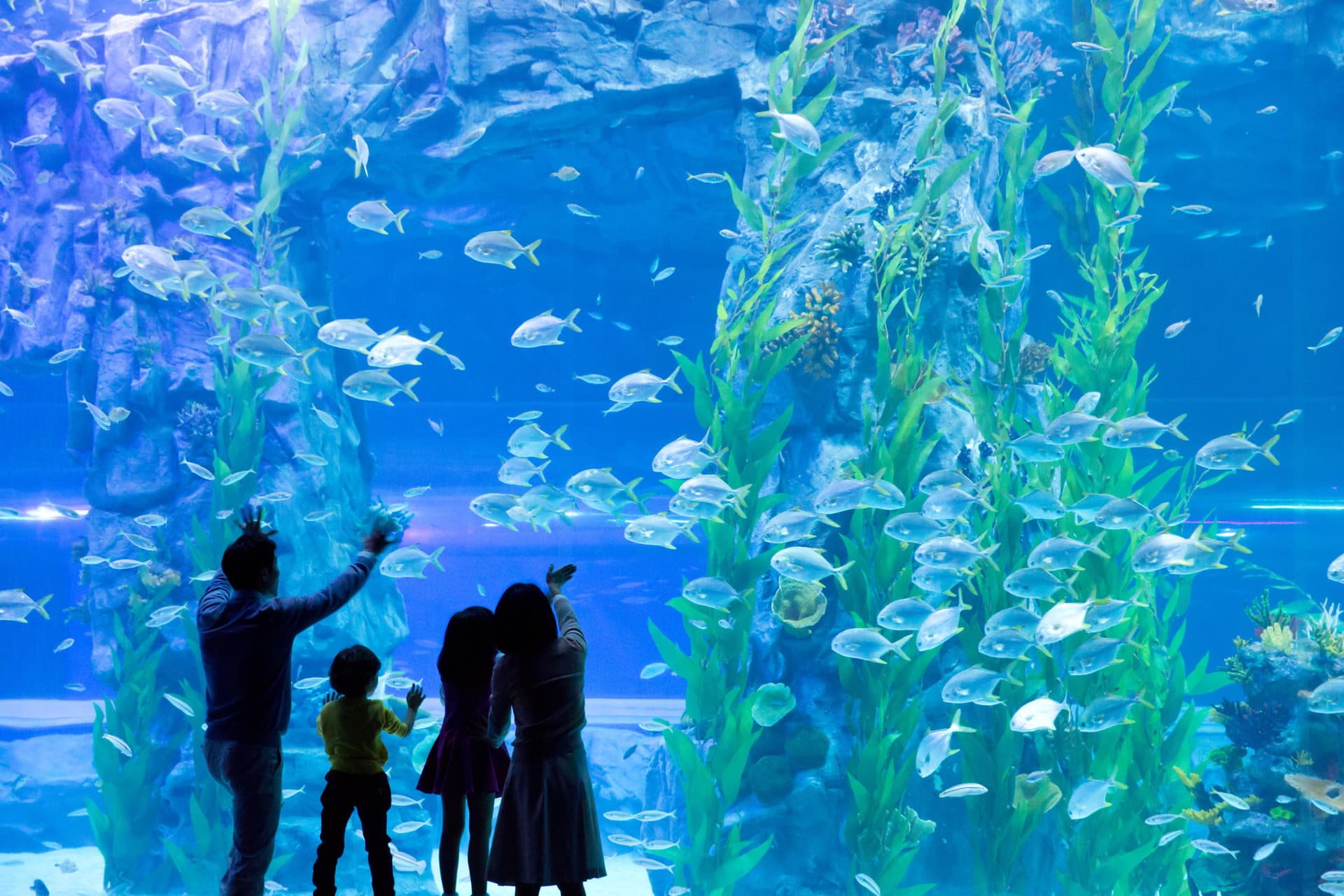 COMBO: Lotte World Adventure Seoul + Lotte World Aquarium + Seoul Sky Observatory Tickets - تصویر 10
