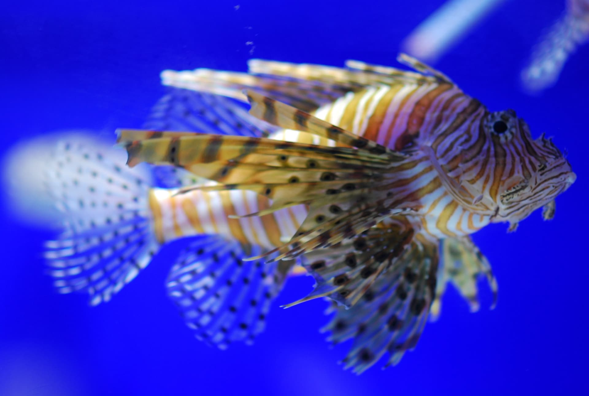 SEA LIFE COEX, Seoul Aquarium Ticket - تصویر 13