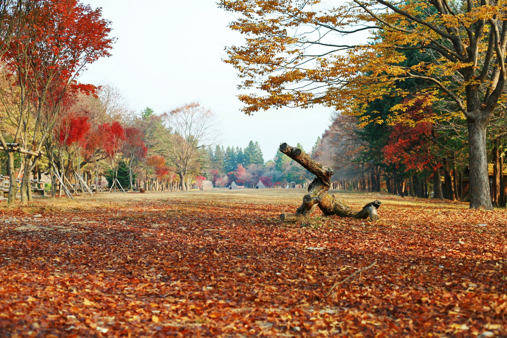 Nami Island Shuttle Bus Transfers from Seoul - تصویر 3