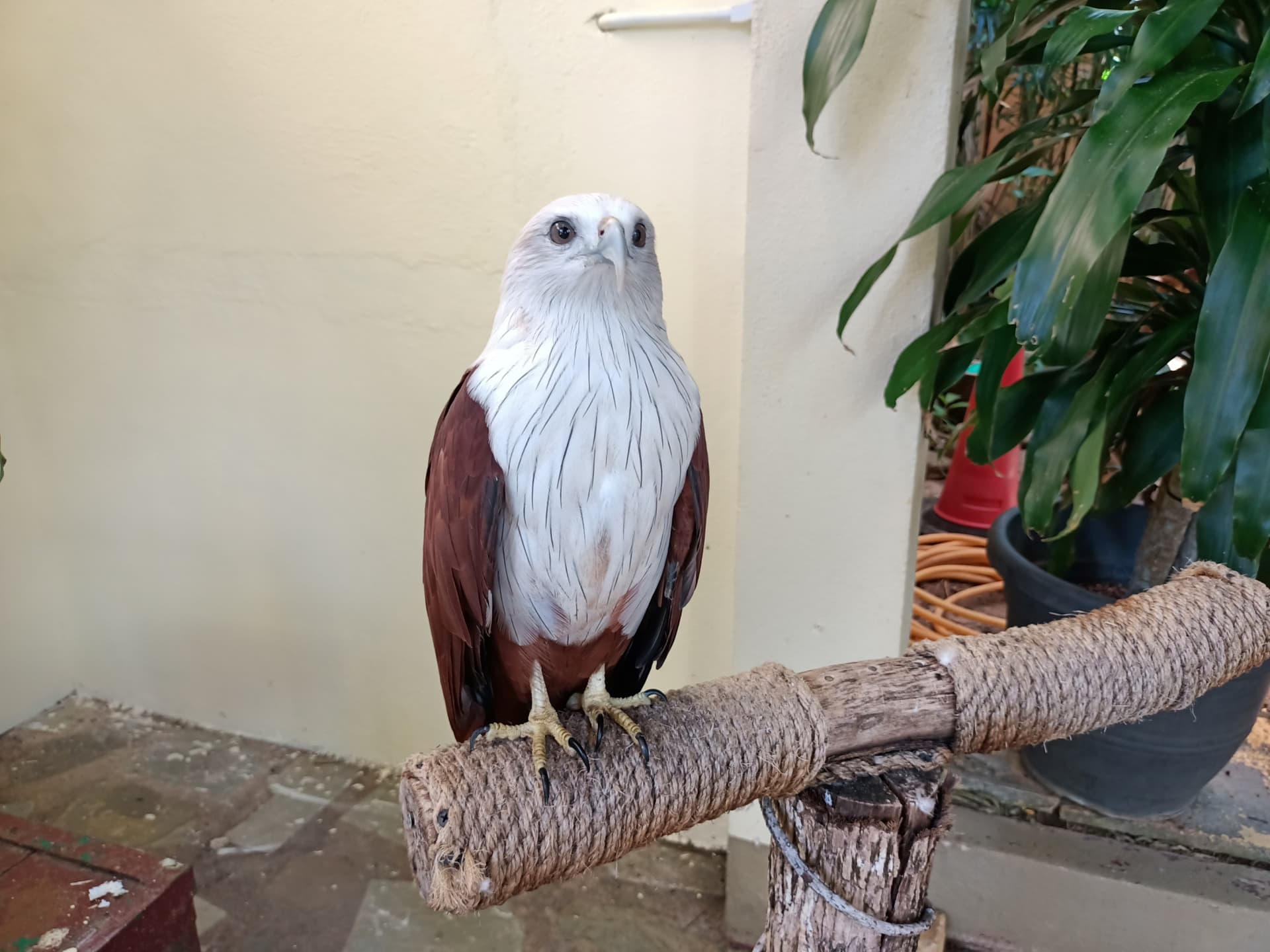 Langkawi Wildlife Park - تصویر 8