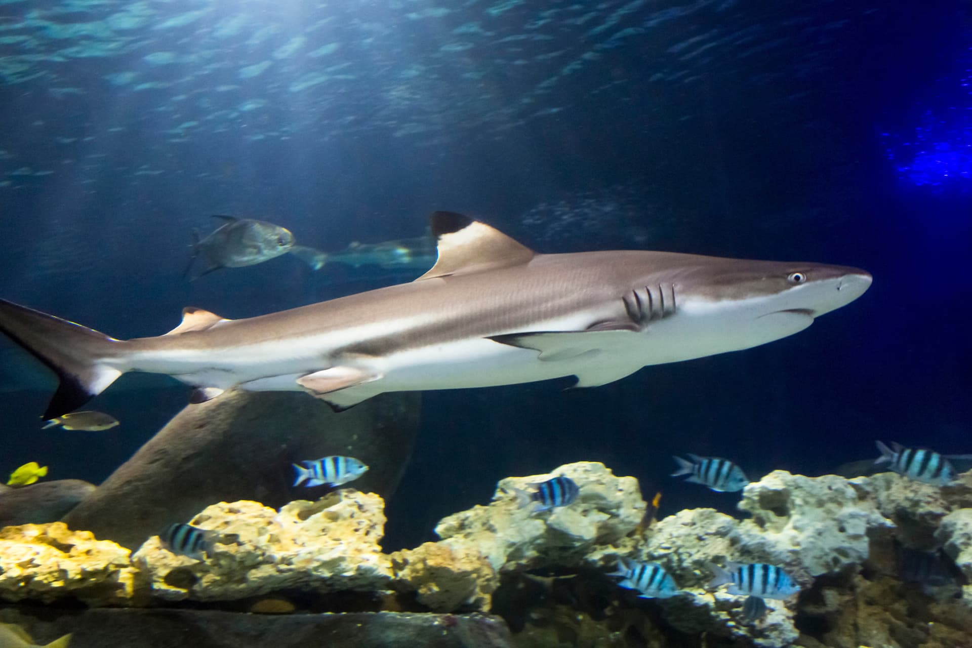 SEA LIFE Hannover Aquarium Ticket - تصویر 4