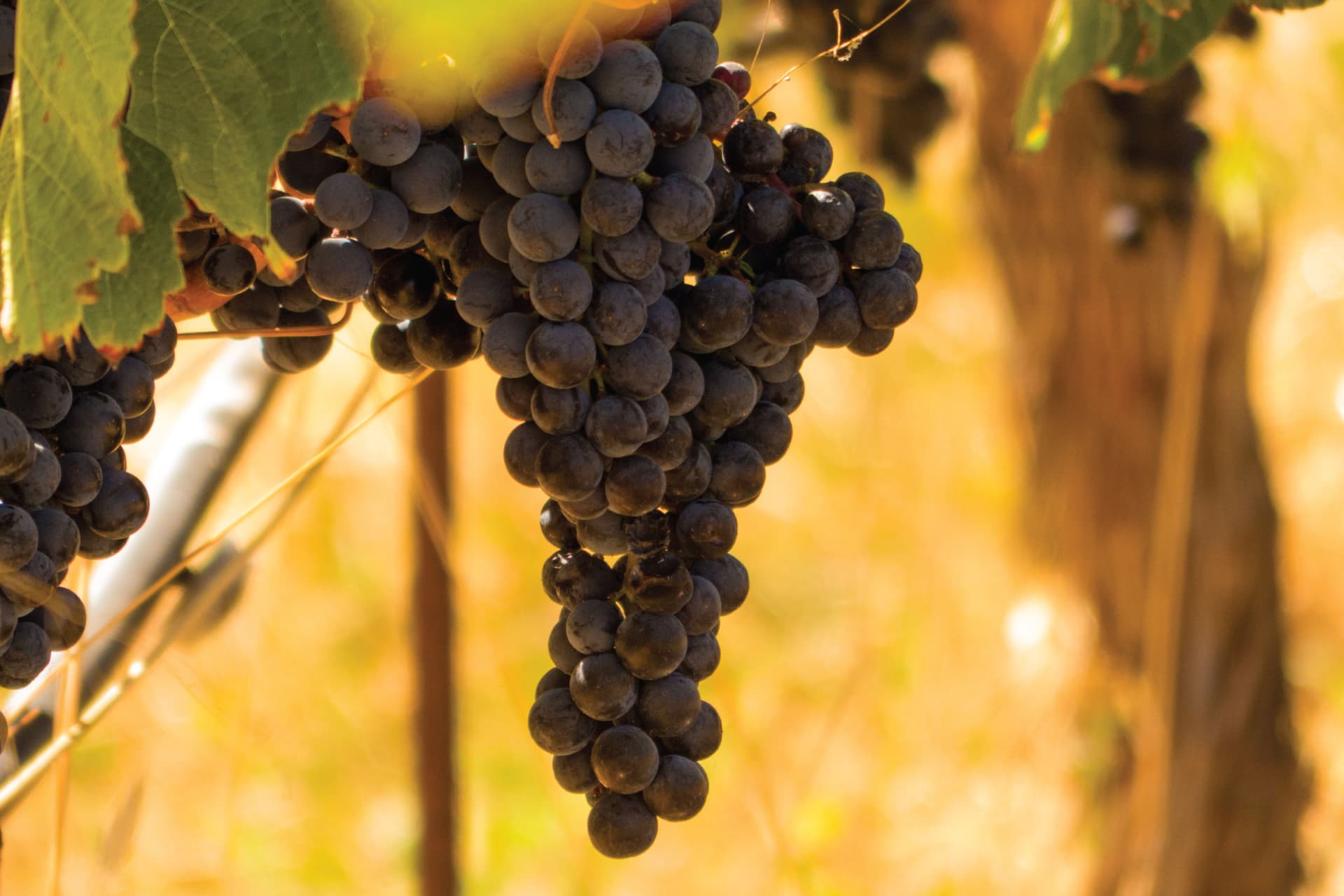 San Francisco Full-Day Wine Country Tour - تصویر 7