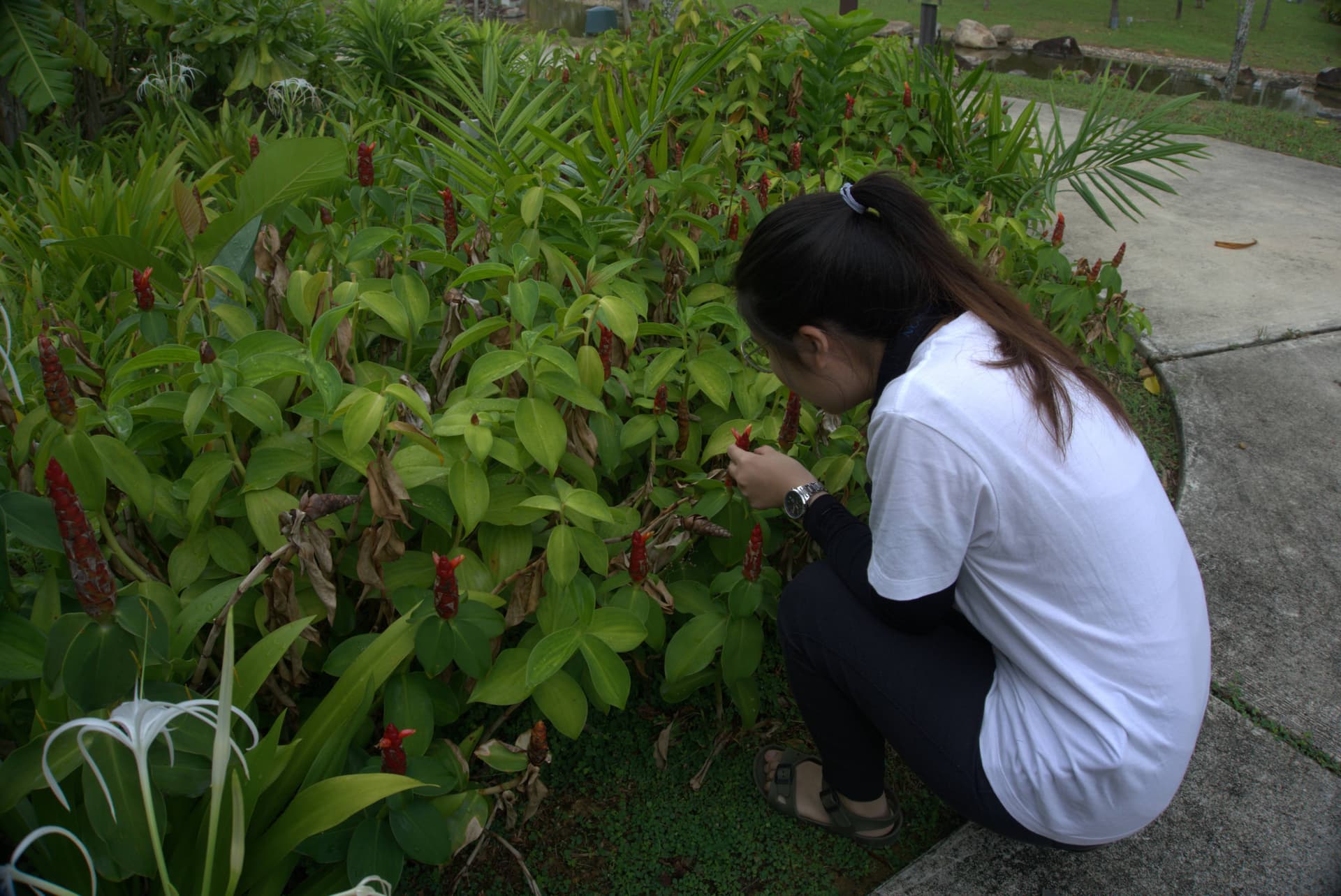 Desaru Riverside Garden Guided Walk - تصویر 4